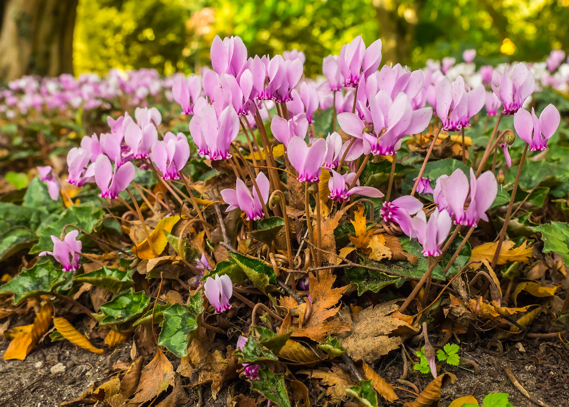 Cyclamen Hederifolium - arboretum Kalmthout