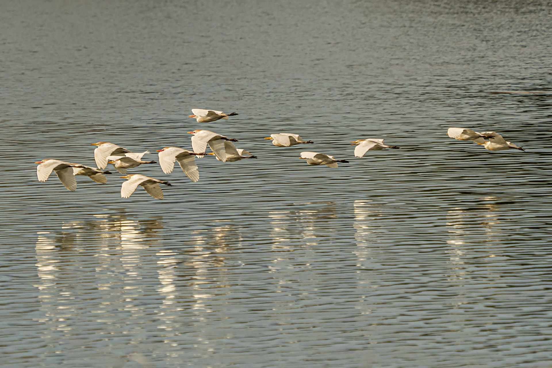 Koereigers