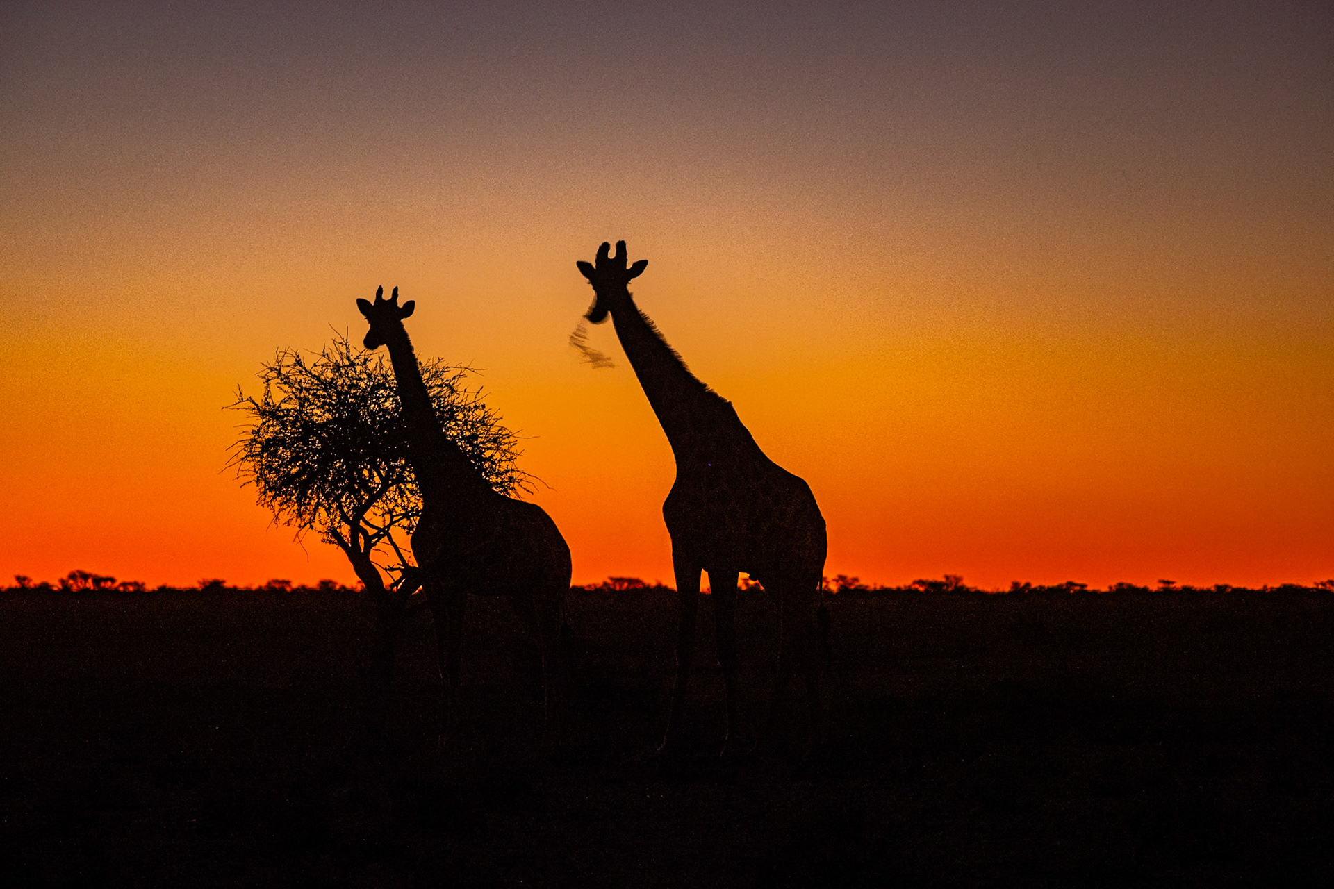 Giraffen bij zonsondergang