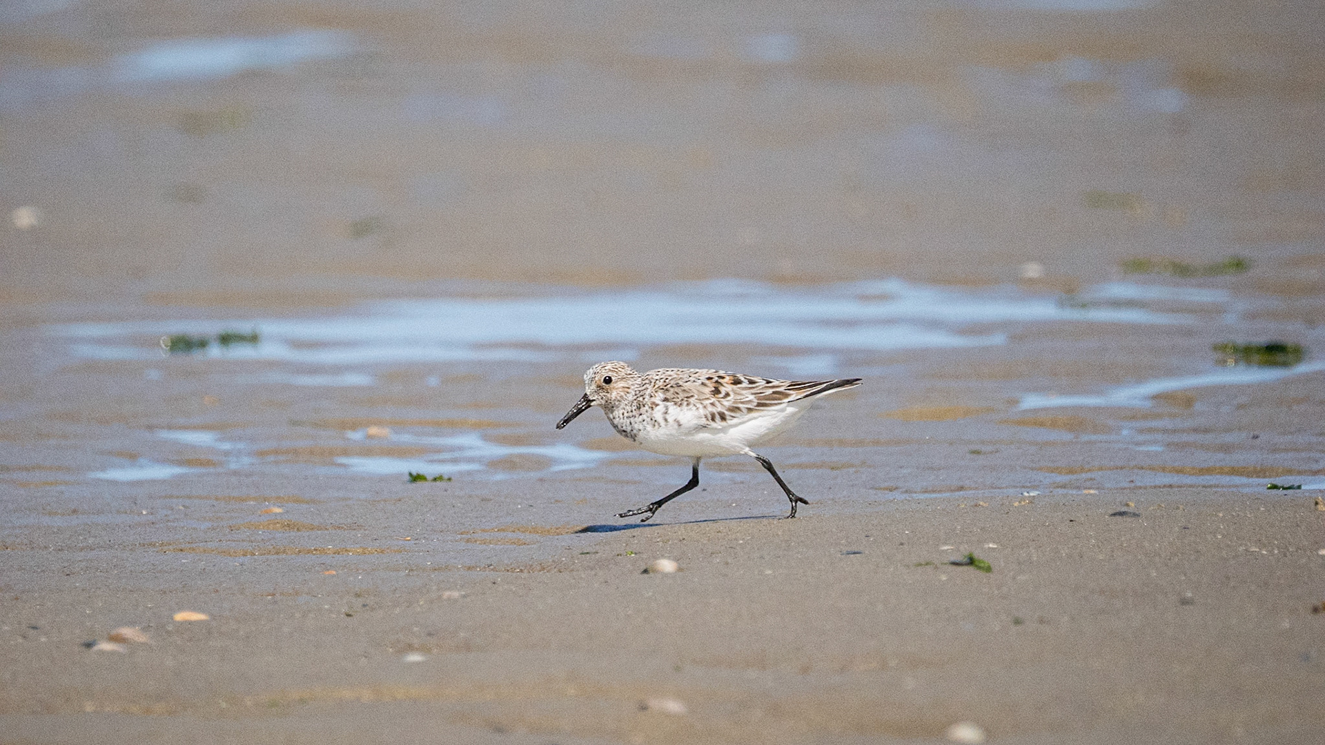 Drieteenstrandloper