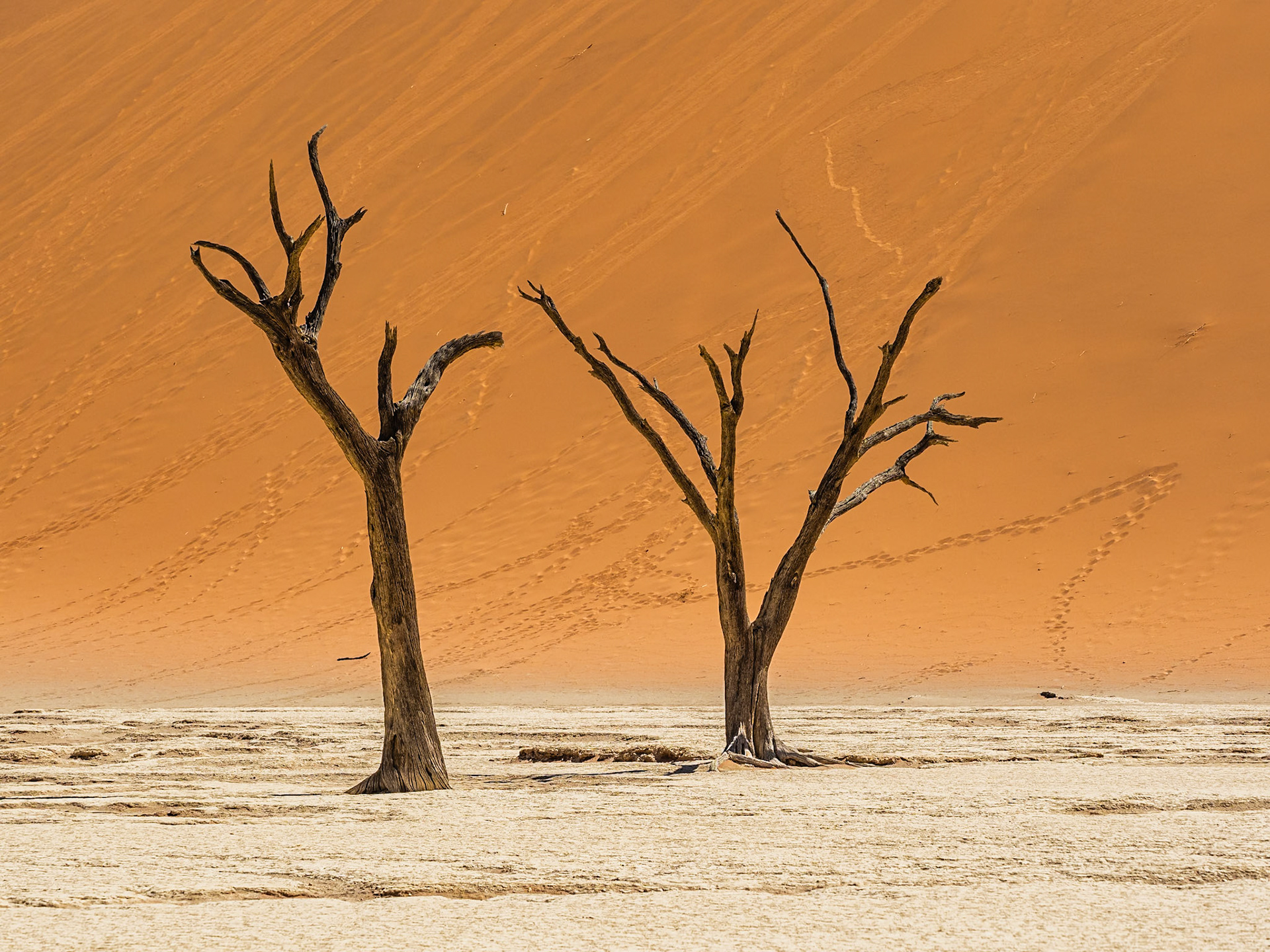 Namib-Naukluft N.P. - Deathvlei