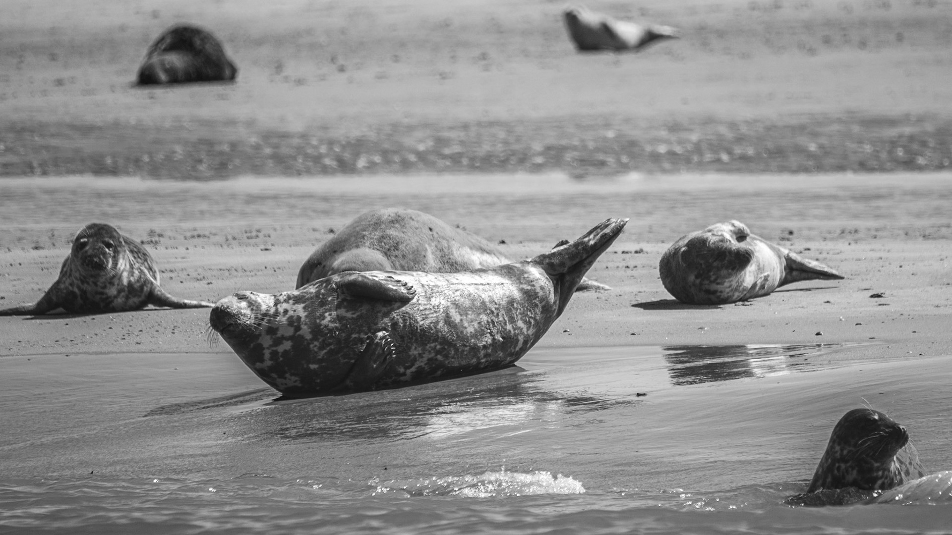 Zeehonden op een zandbank in de Waddenzee