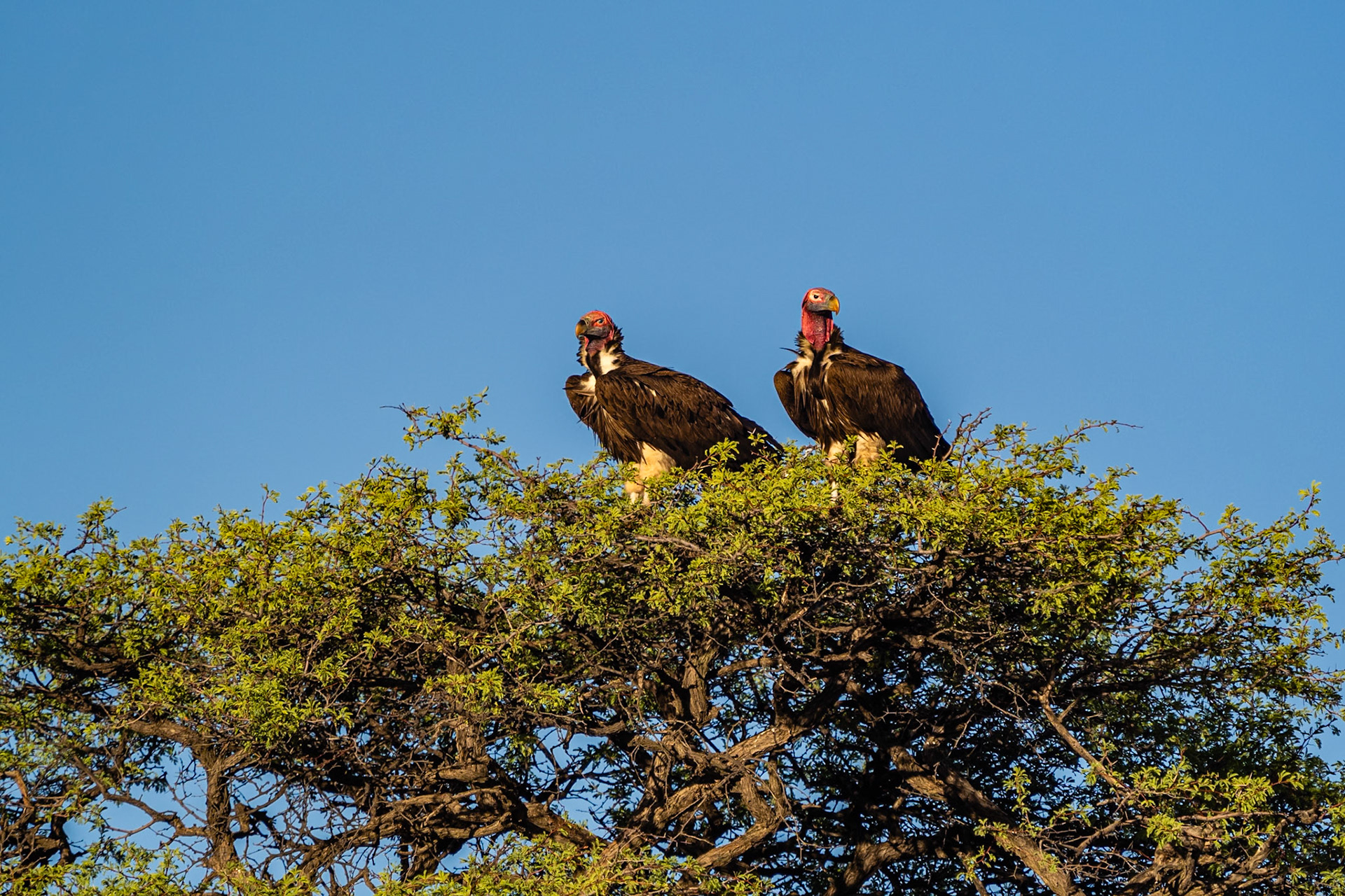 Oorgier - Lappet faced vulture