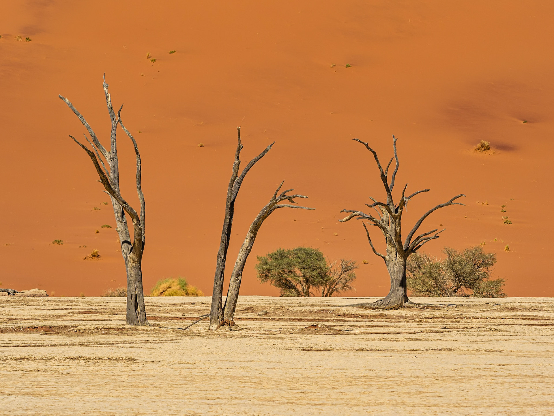 Namib-Naukluft N.P. - Deathvlei
