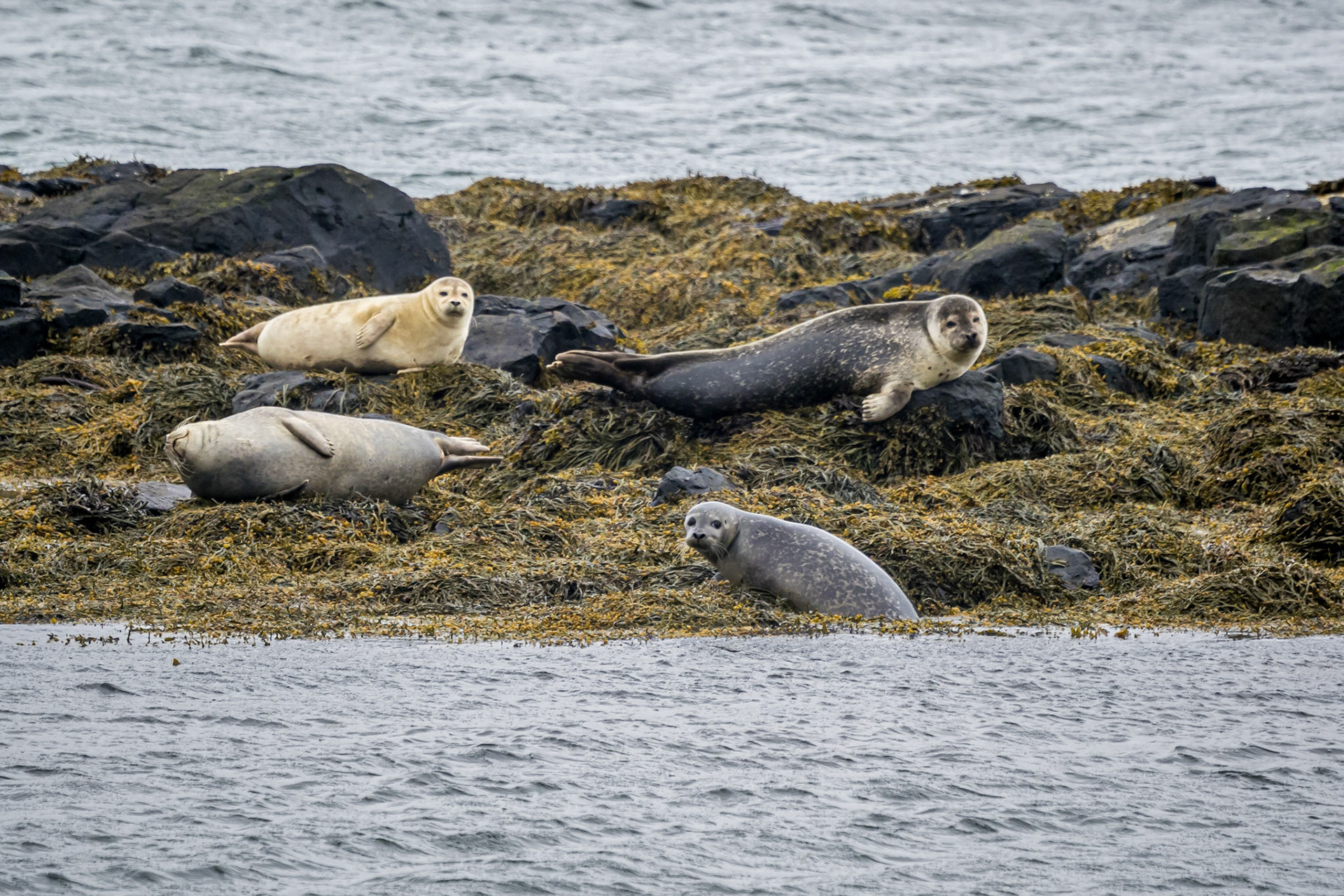 Zeehonden / seals