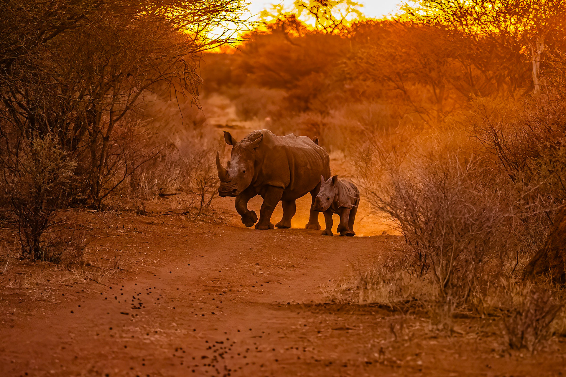 Witte neushoorn moeder met kalf - Otjiwarongo