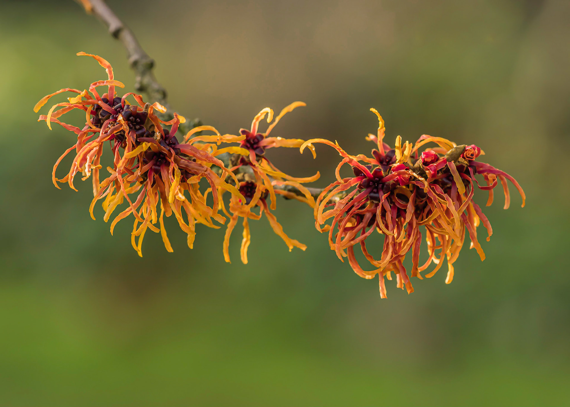 Hamamelis x intermedia 'Jelena' - arboretum Kalmthout