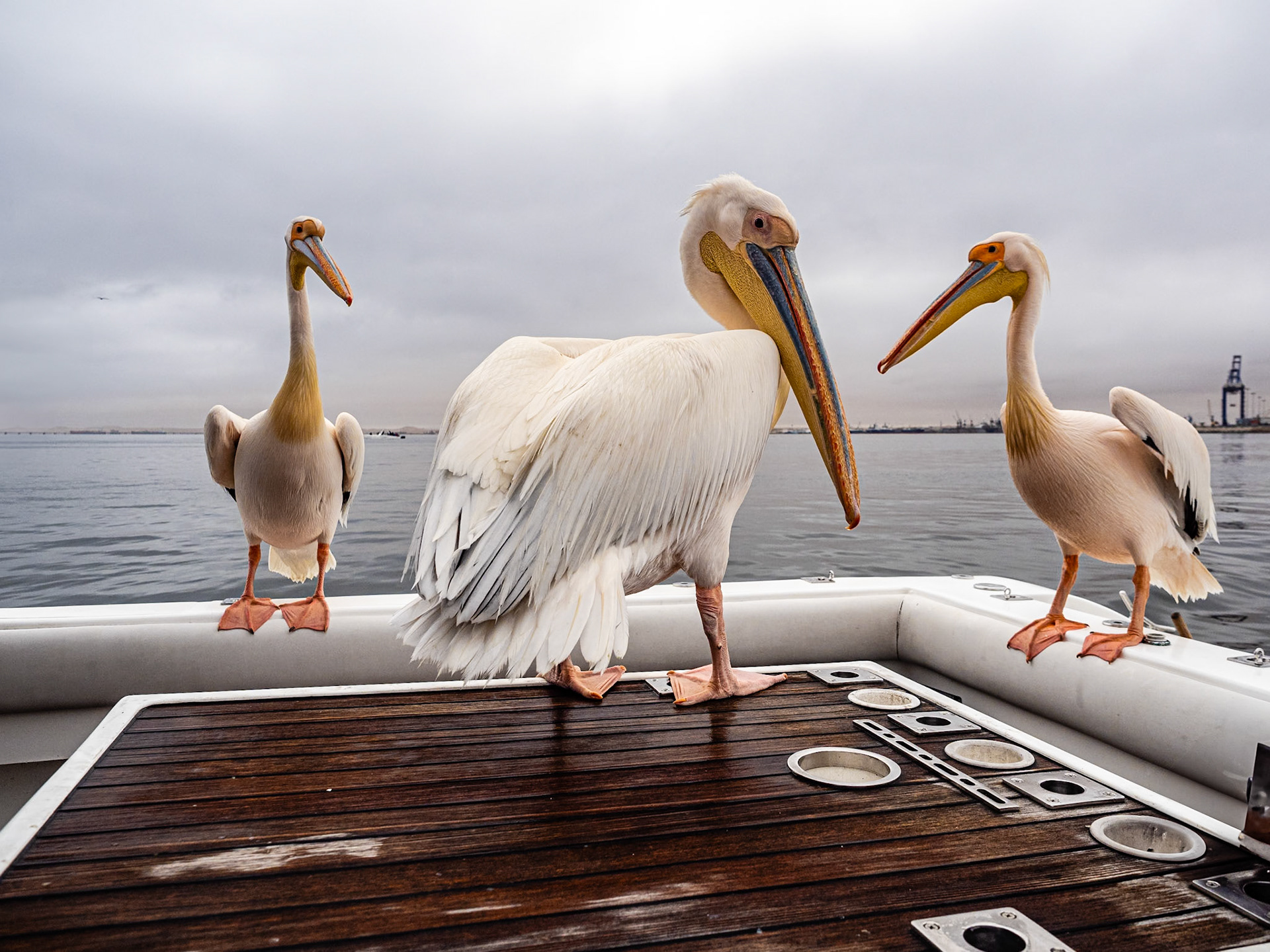 Pelikanen op onze boot in Walvisbaai