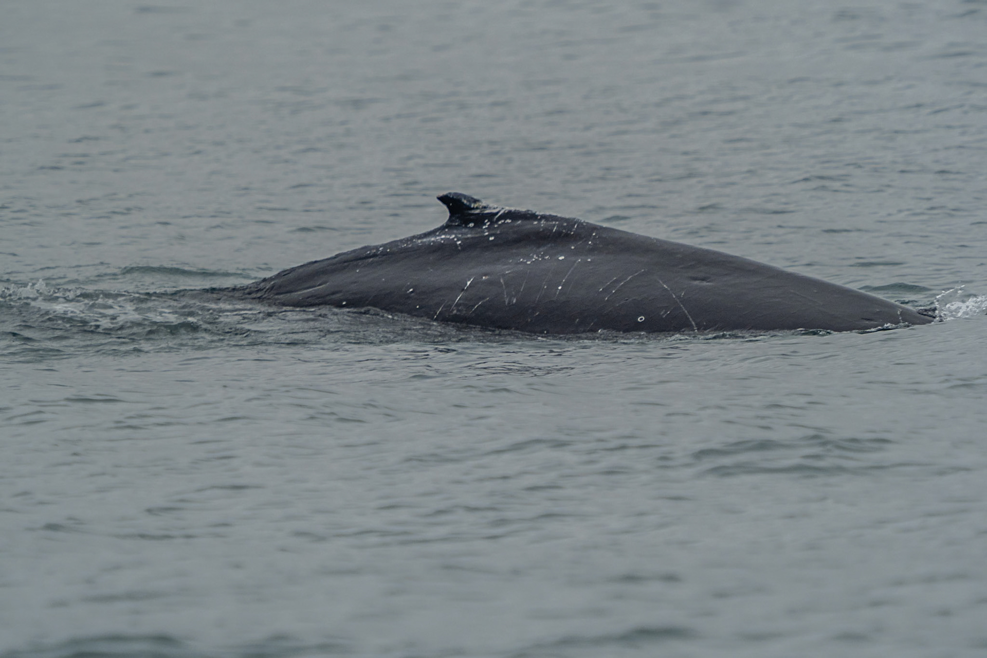 Walvis(sen) gespot in Walvisbaai