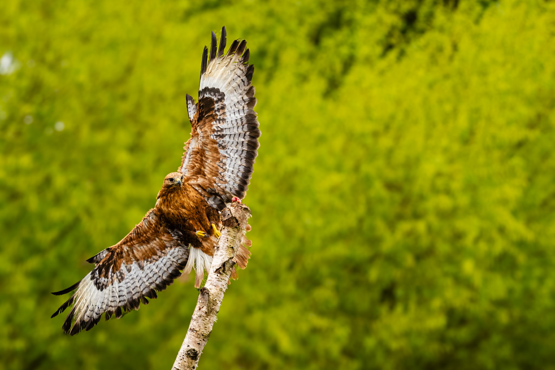 Arendbuizerd