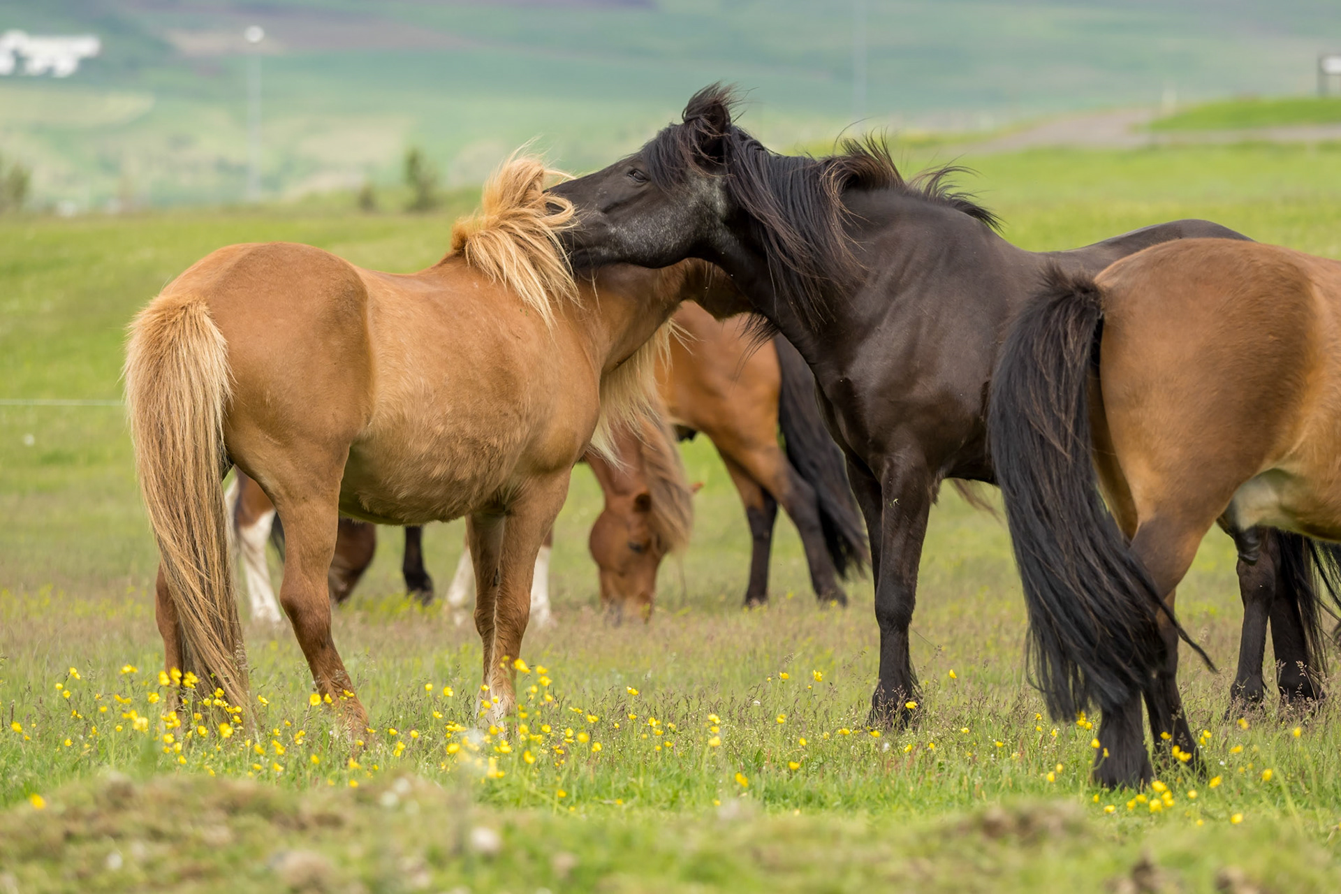 IJslandse paarden