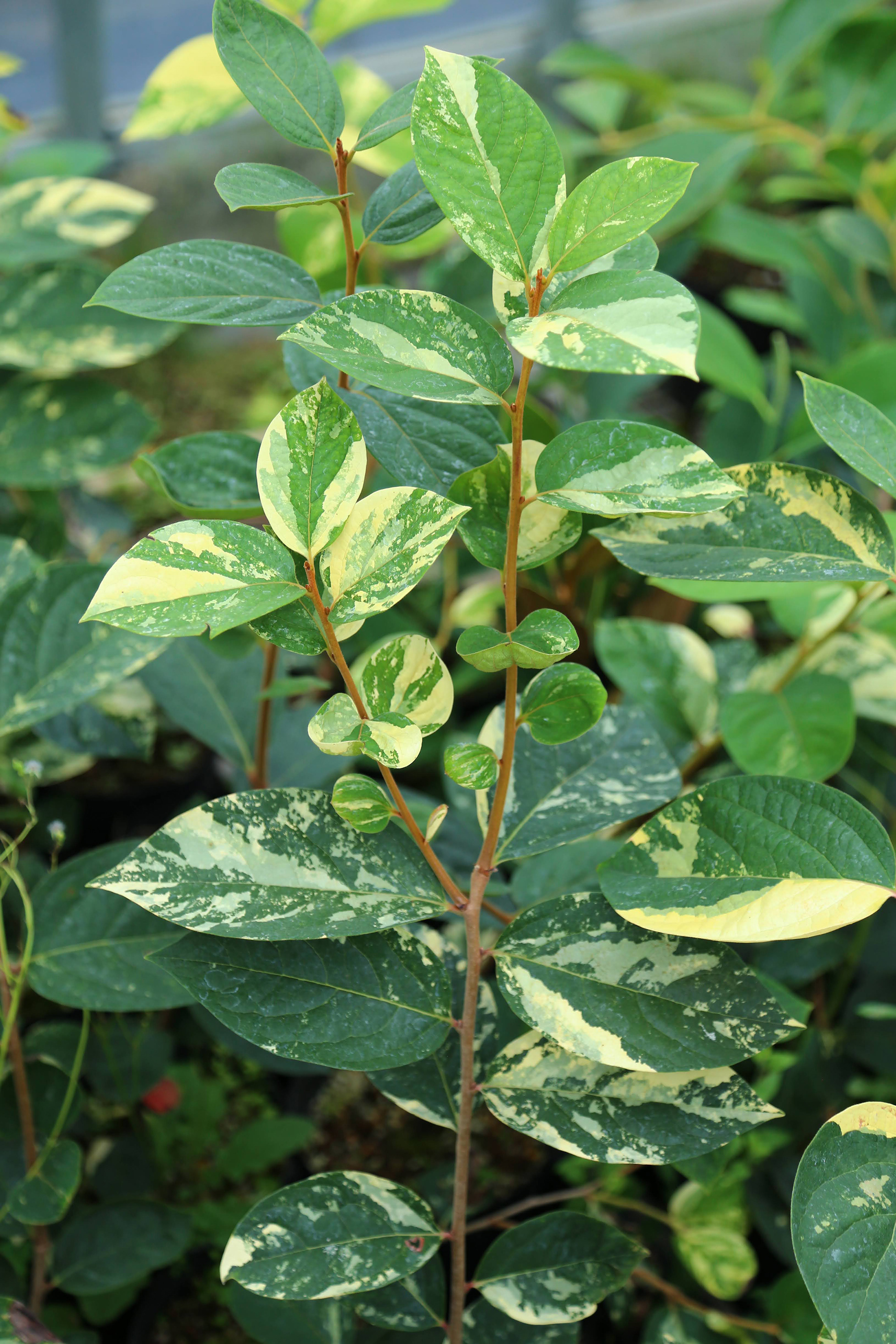 カキ’秋茜' | Diospyros kaki ’Akiakane'
