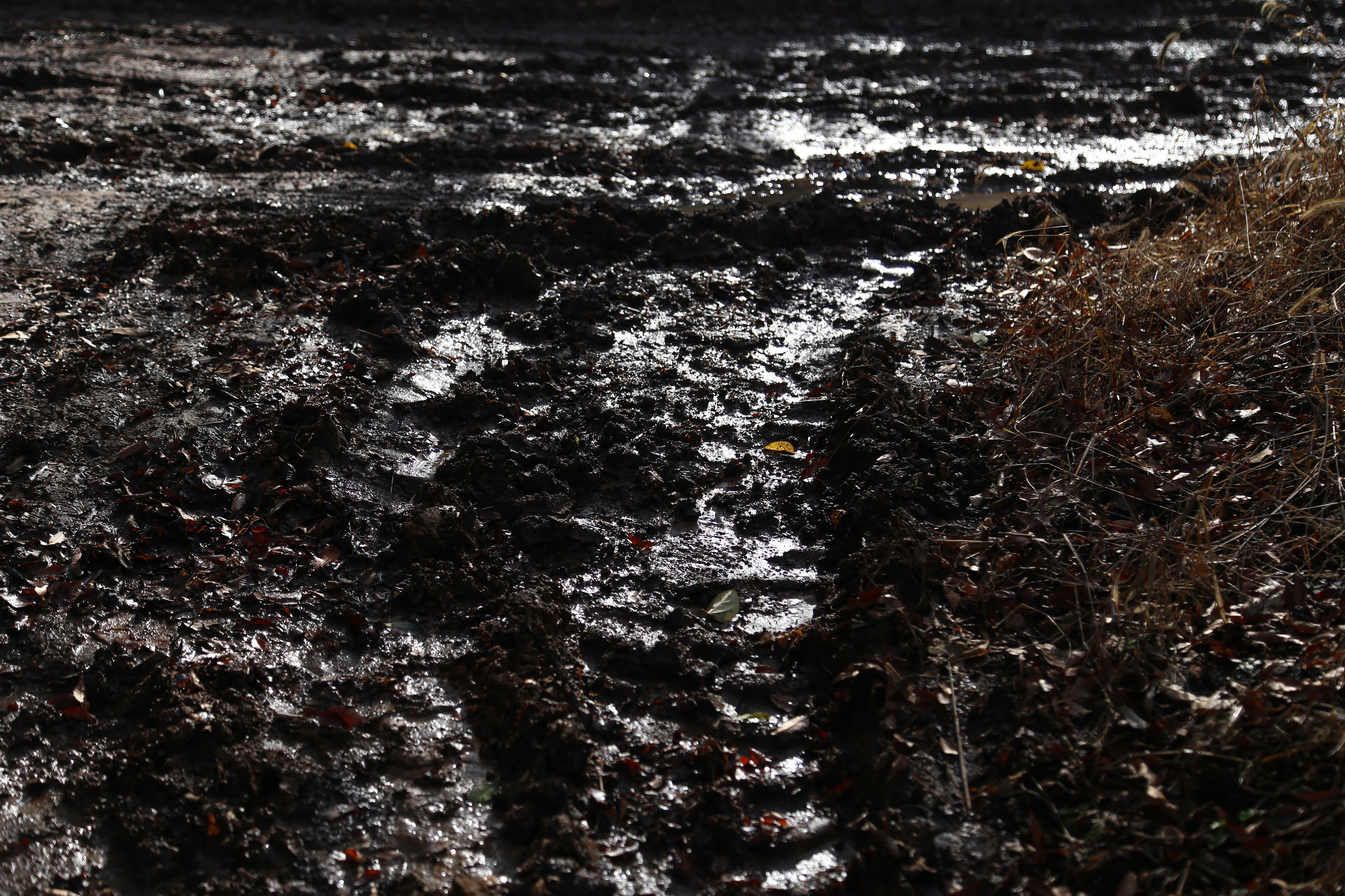 黒土 | Black soil