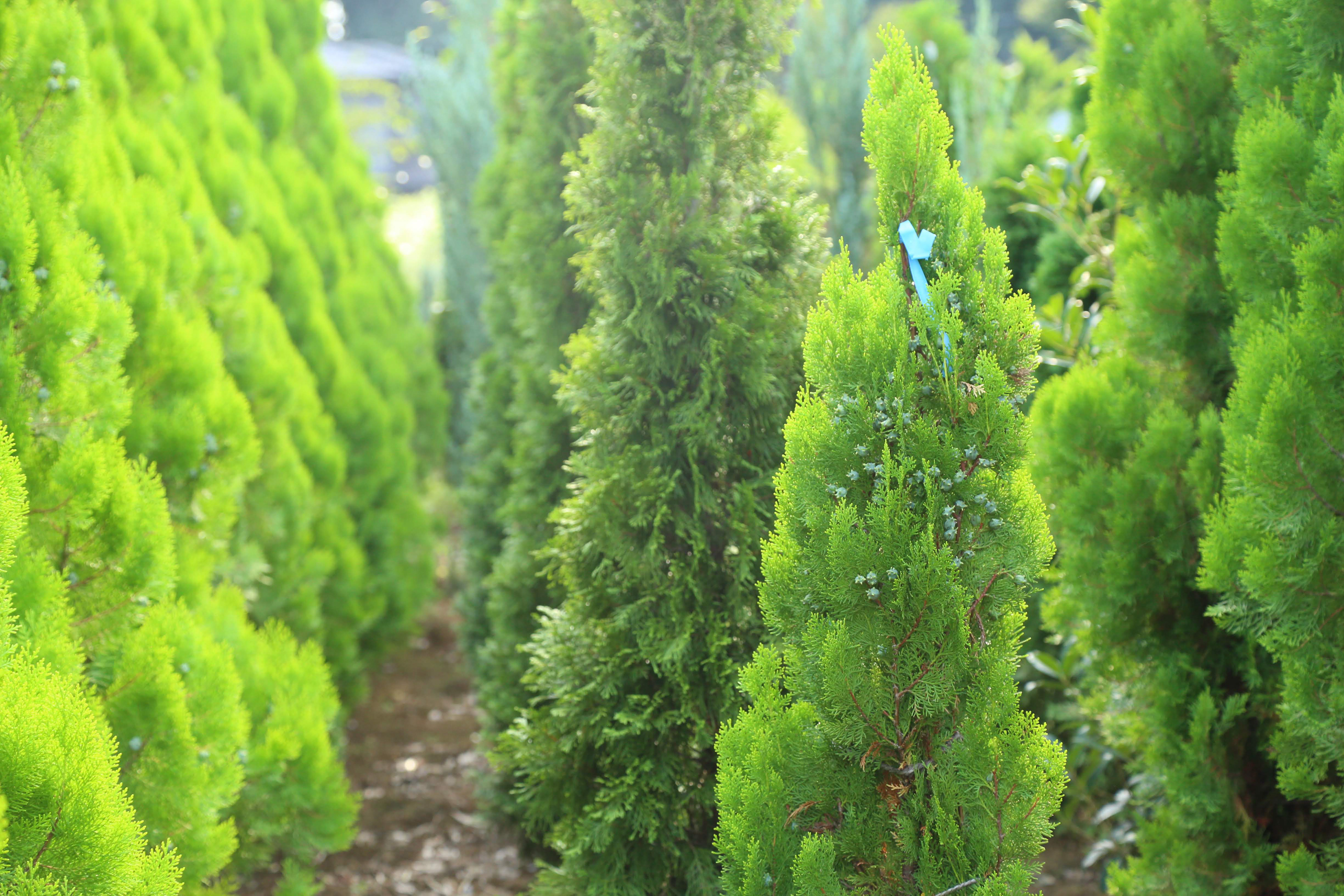 エレガンテシマ|Thuja occidentalis 'Elegantissima'