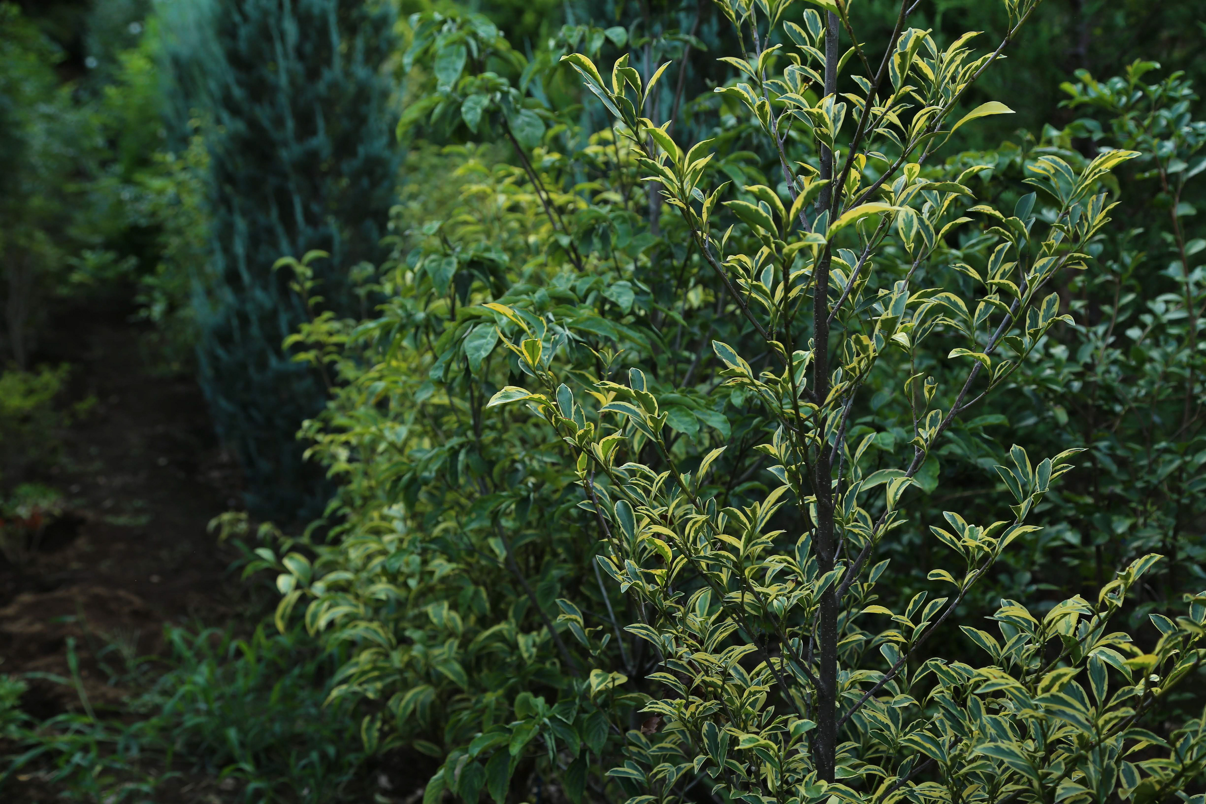 斑入りサカキ|Cleyera japonica 'Variegata'
