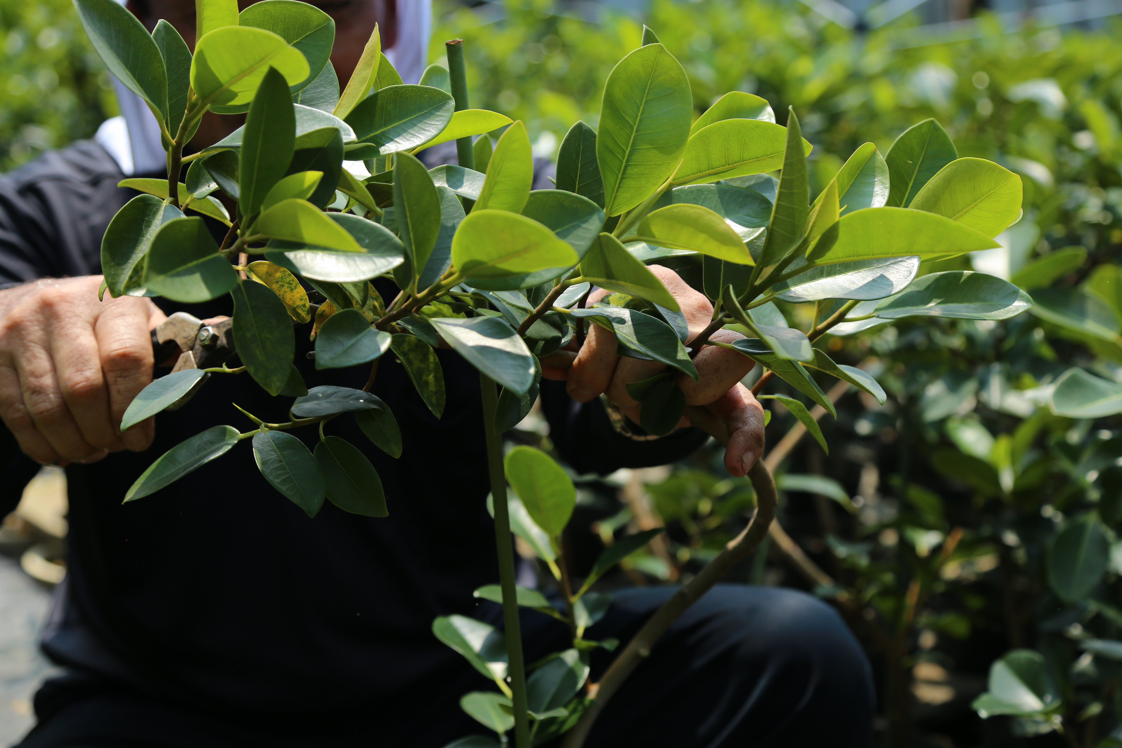 フランスゴムノキ｜Ficus rubiginosa