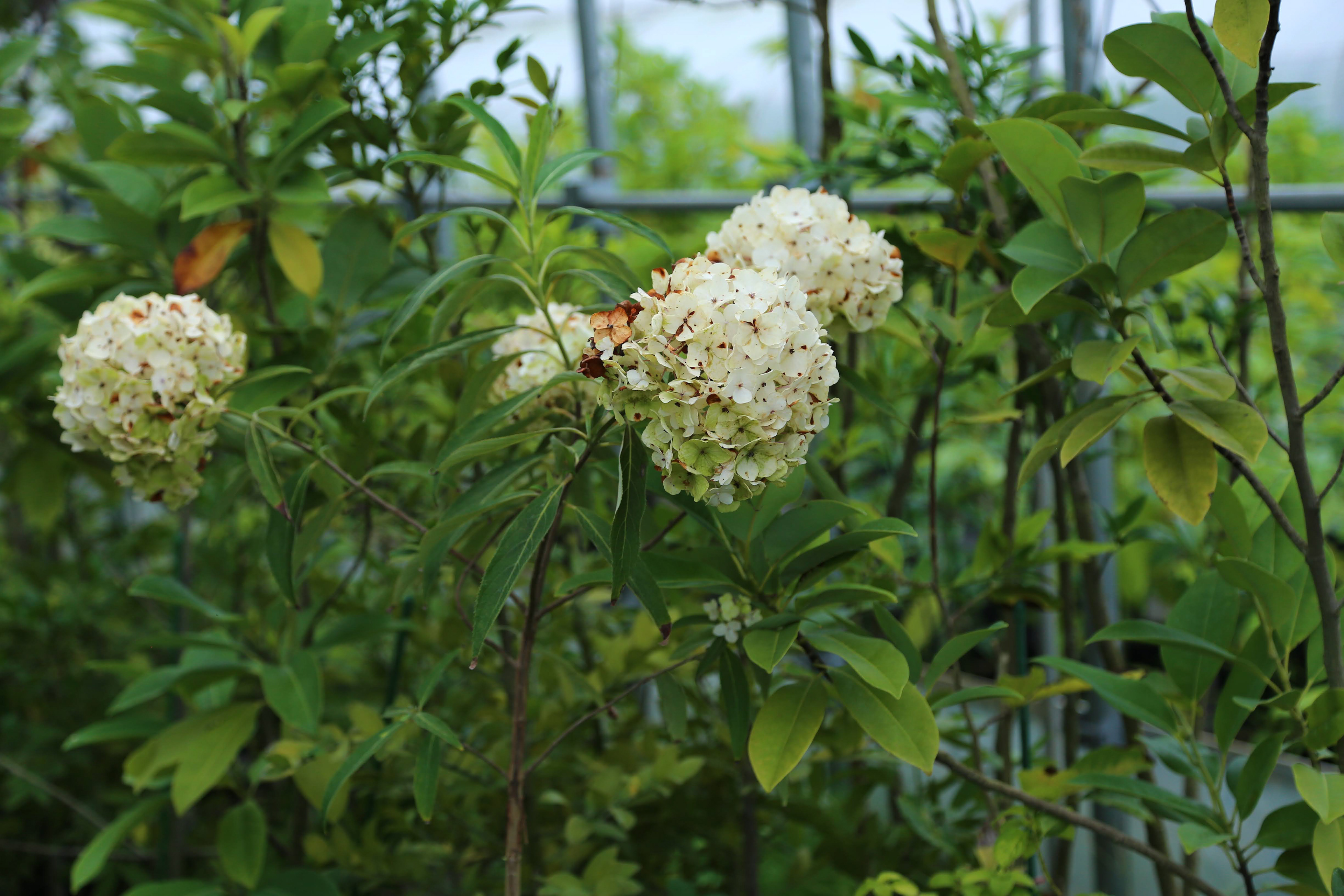 ヒマラヤタマアジサイ(手毬咲) | Hydrangea aspera