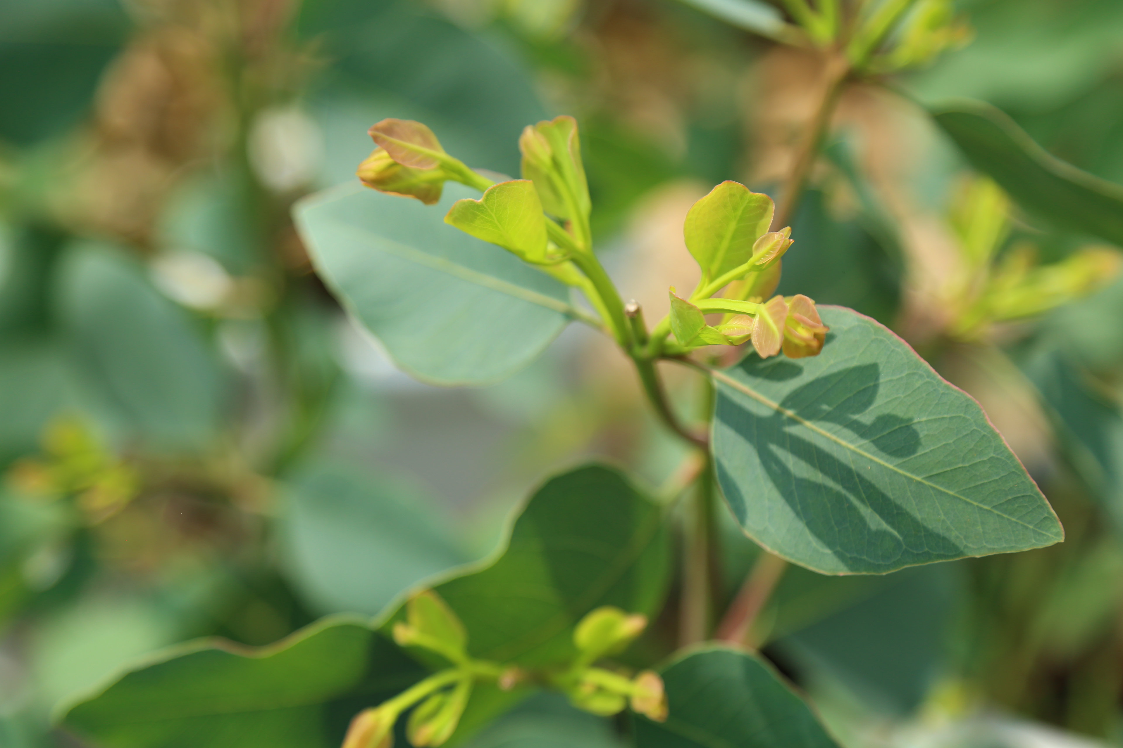 ユーカリ｜Eucalyptus gunnii