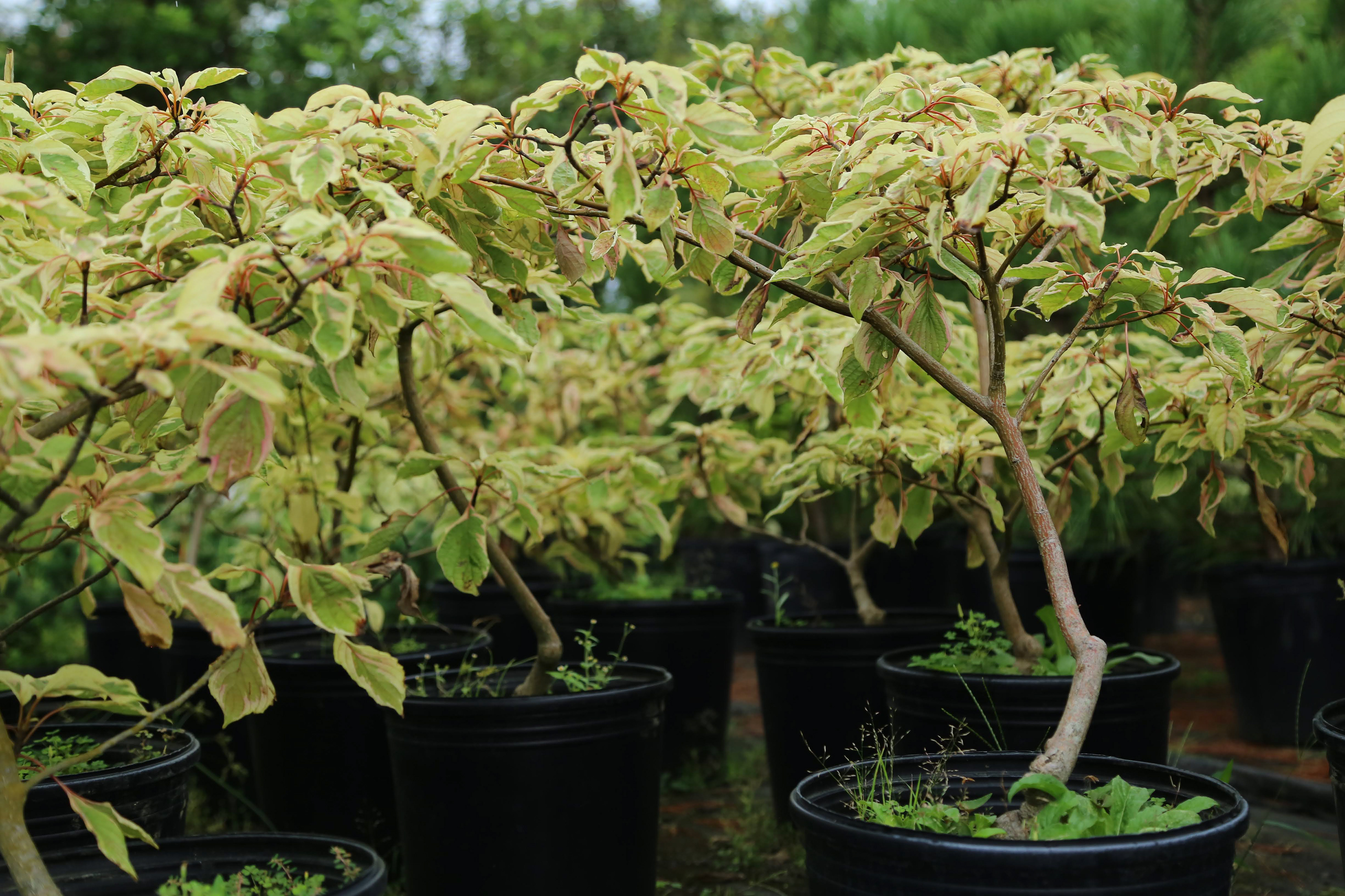 斑入りミズキ|Cornus controversa‘Variegata’