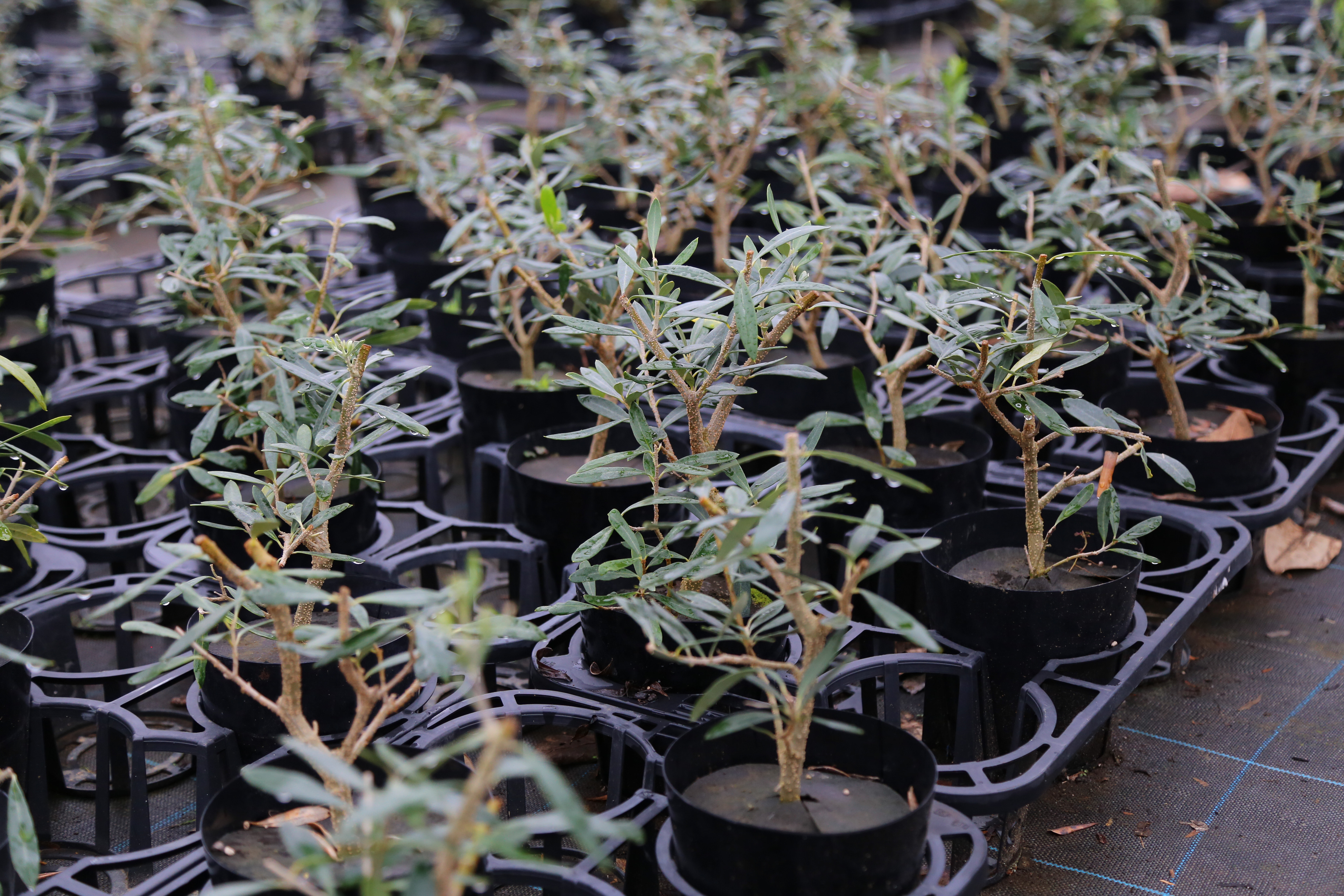 盆栽オリーブ　｜　Olea europaea -bonsai-