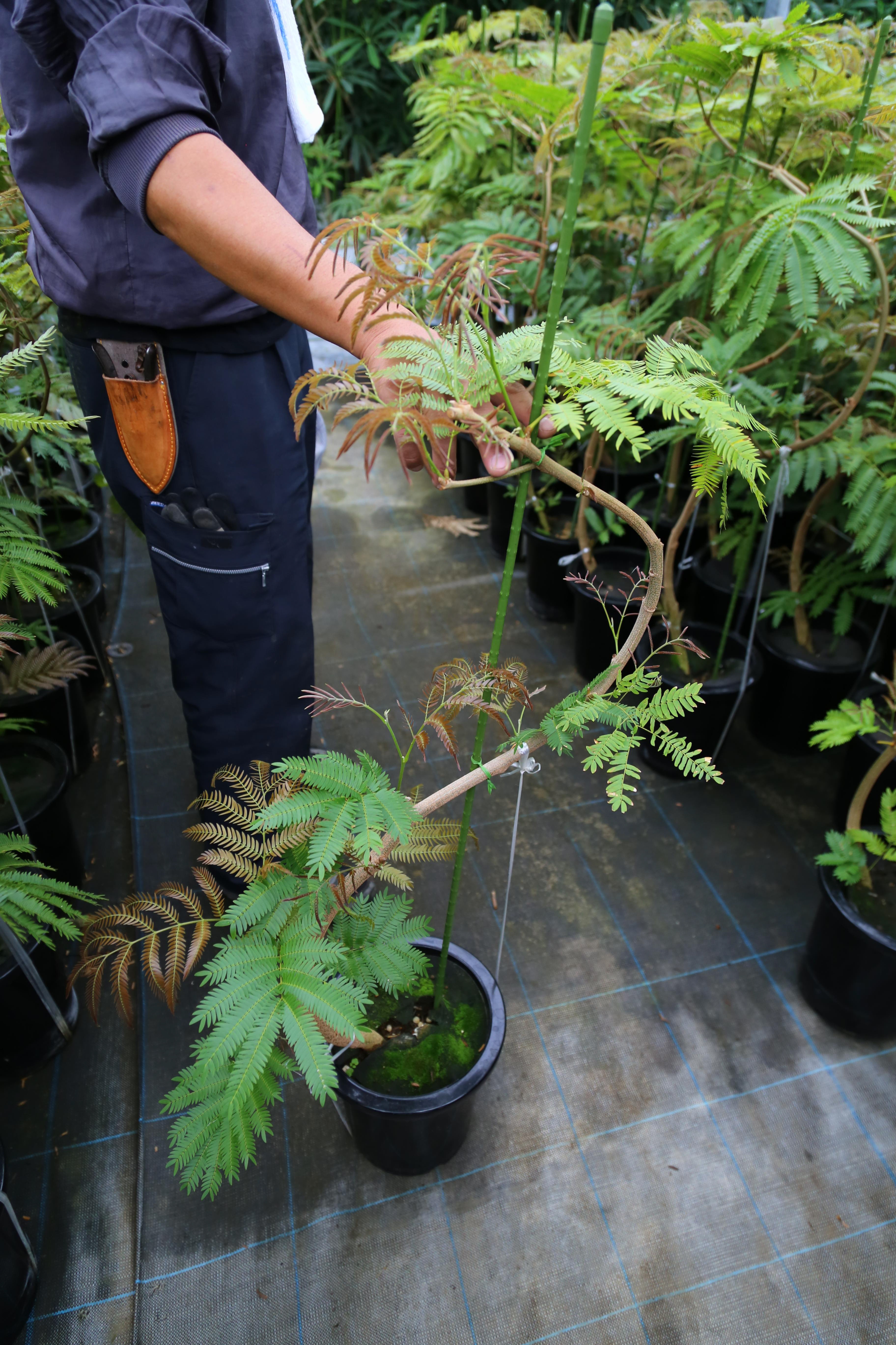 エバフレッシュ｜Pithecellobium confertum
