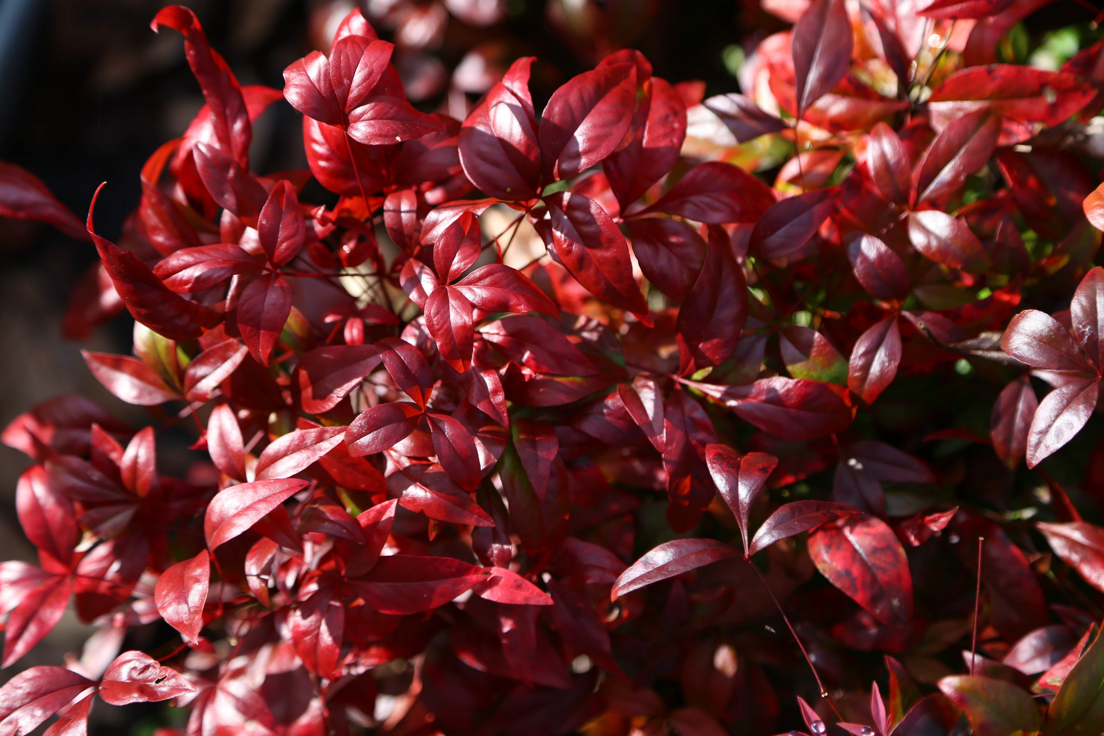 ナンテン | Nandina domestica
