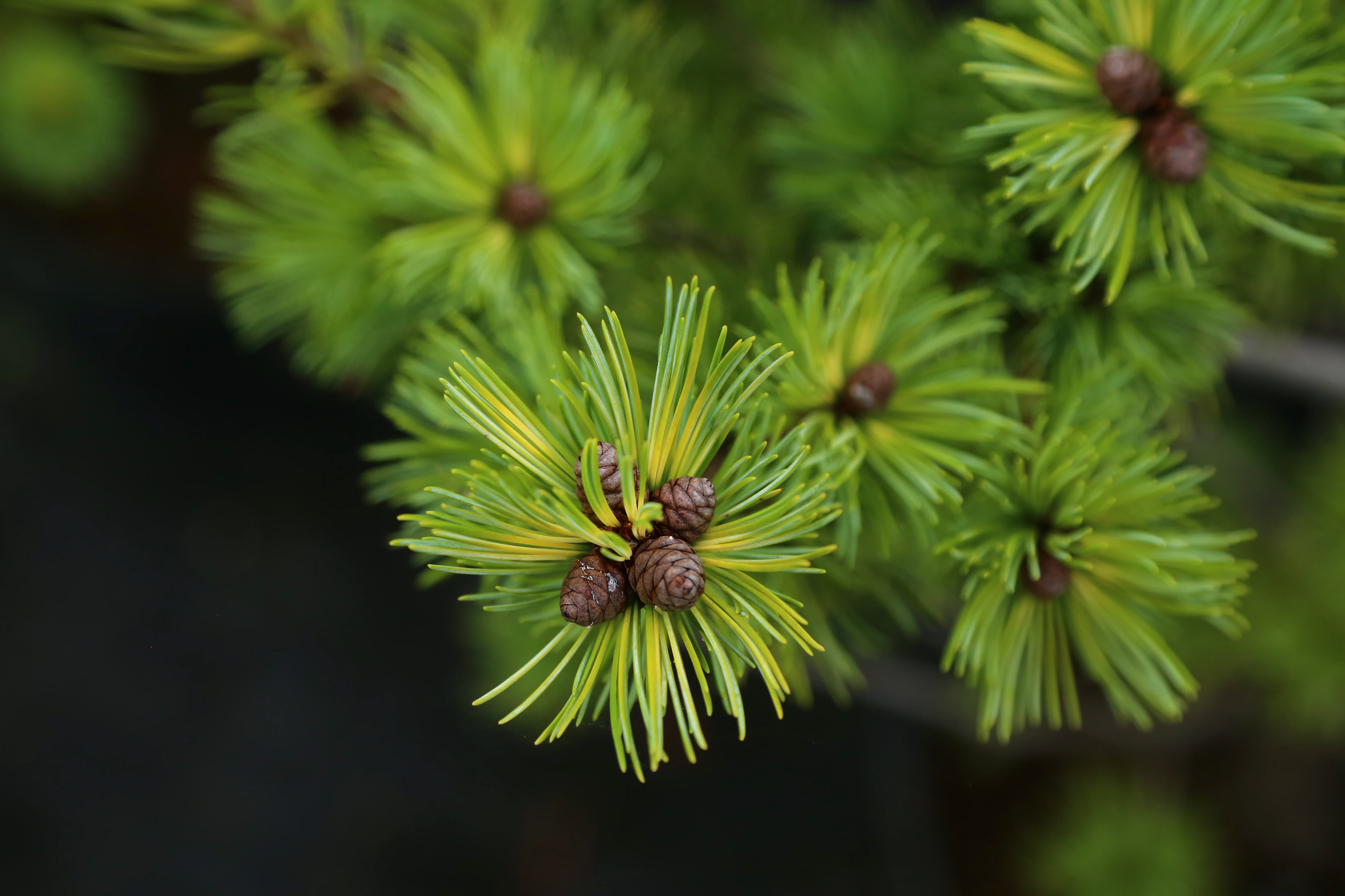 ジャノメゴヨウマツ | Pinus parviflora sp.