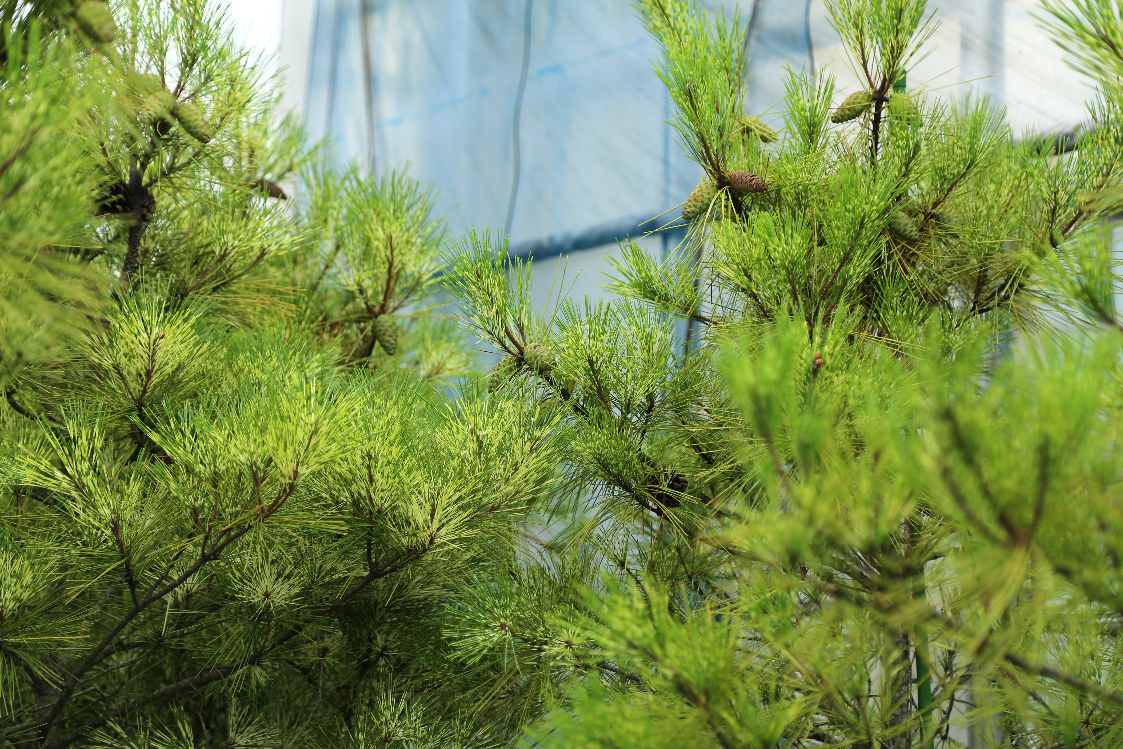 クロマツ'紅孔雀'|Pinus thunbergii‘Beni-kujyaku’