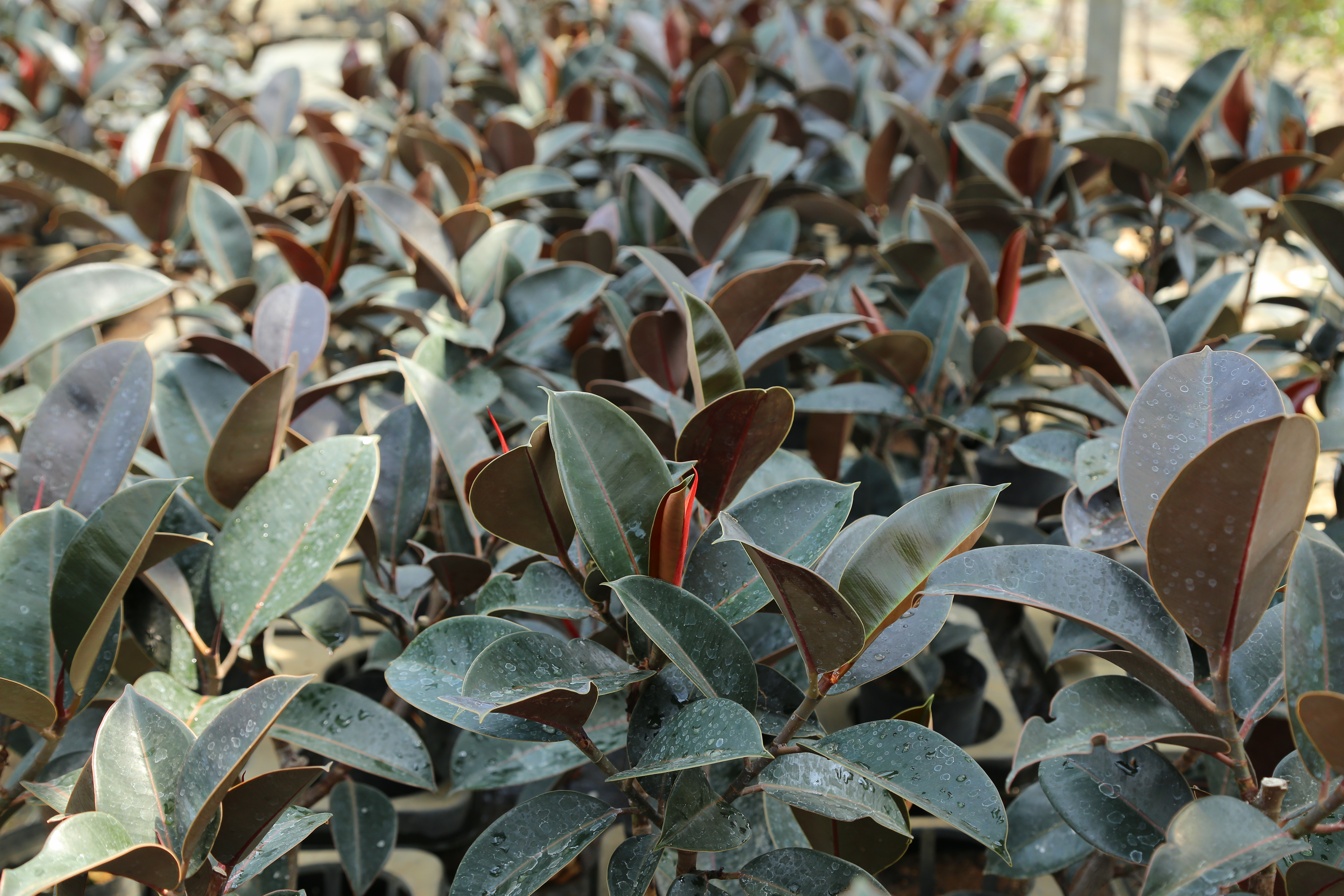 バーガンディ｜Ficus elastica Burgundy