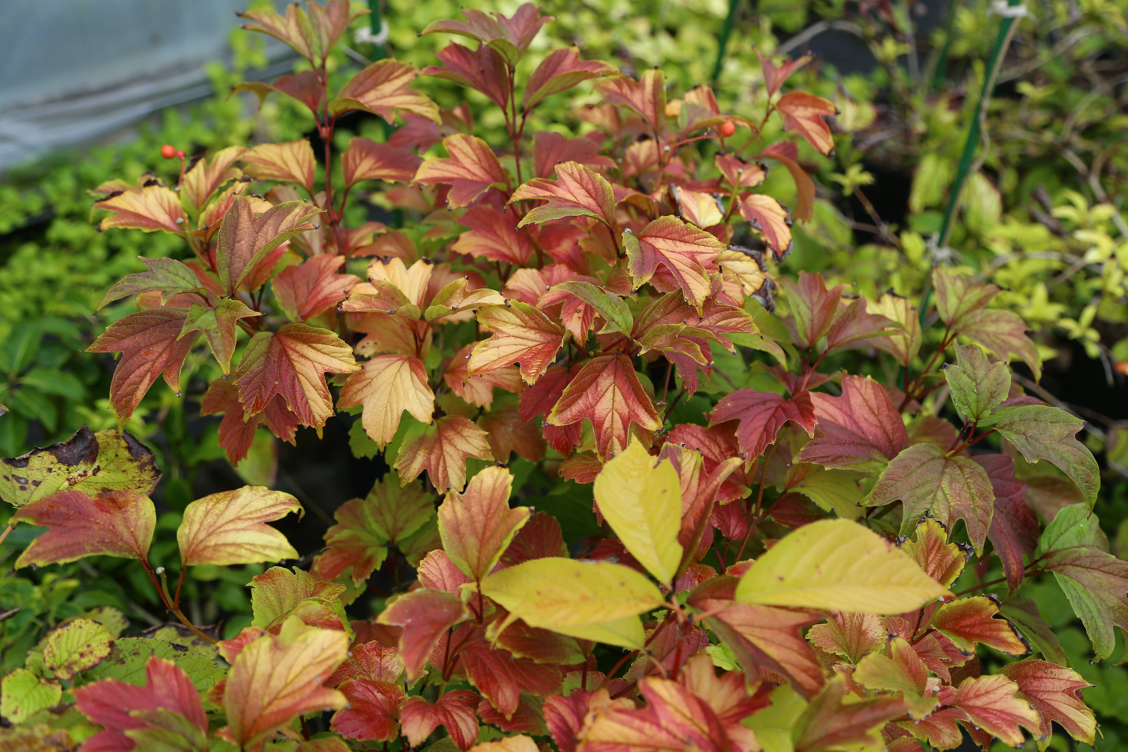 カンボク | Viburnum opulus var. calvescens