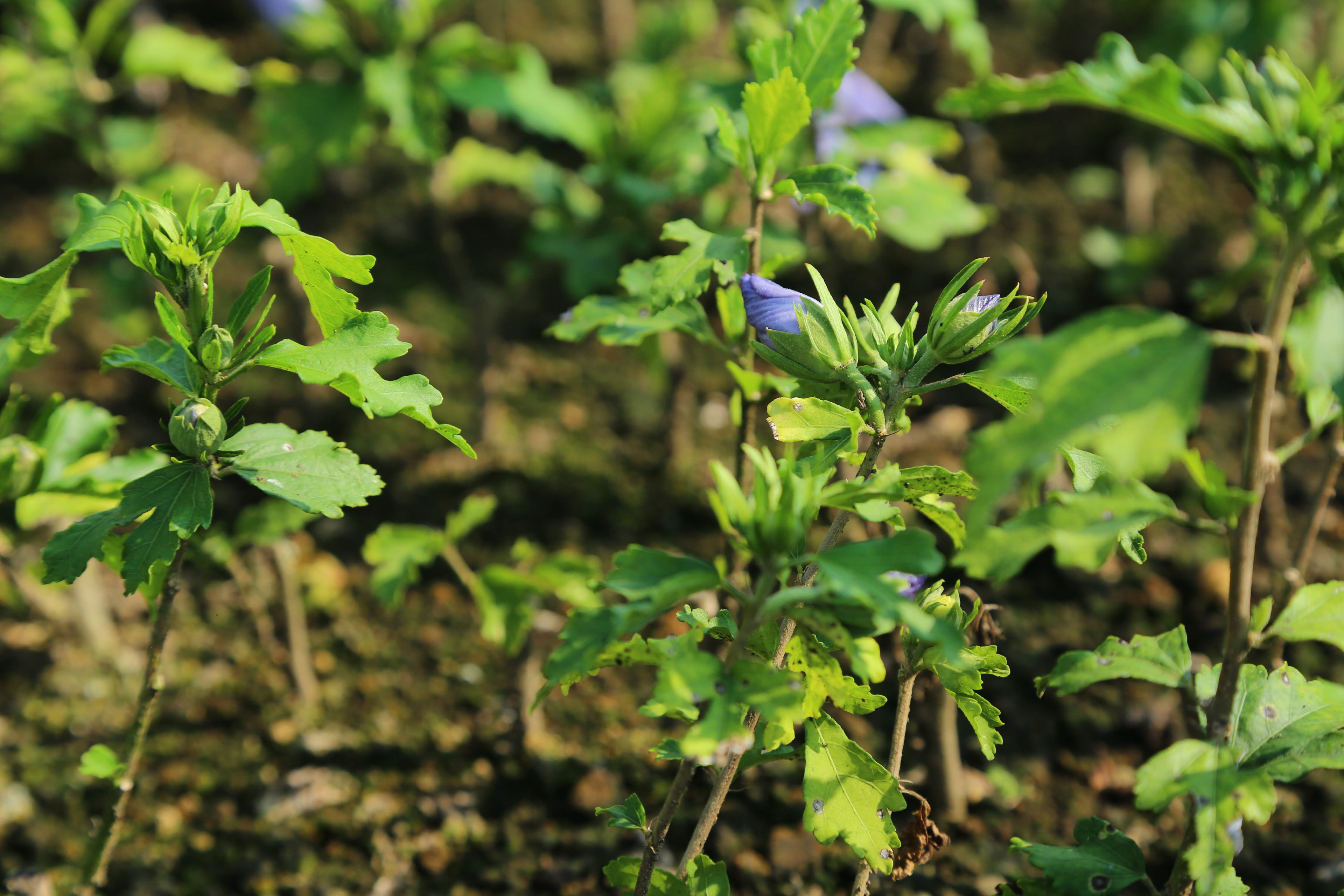 ムクゲ|Hibiscus syriacus