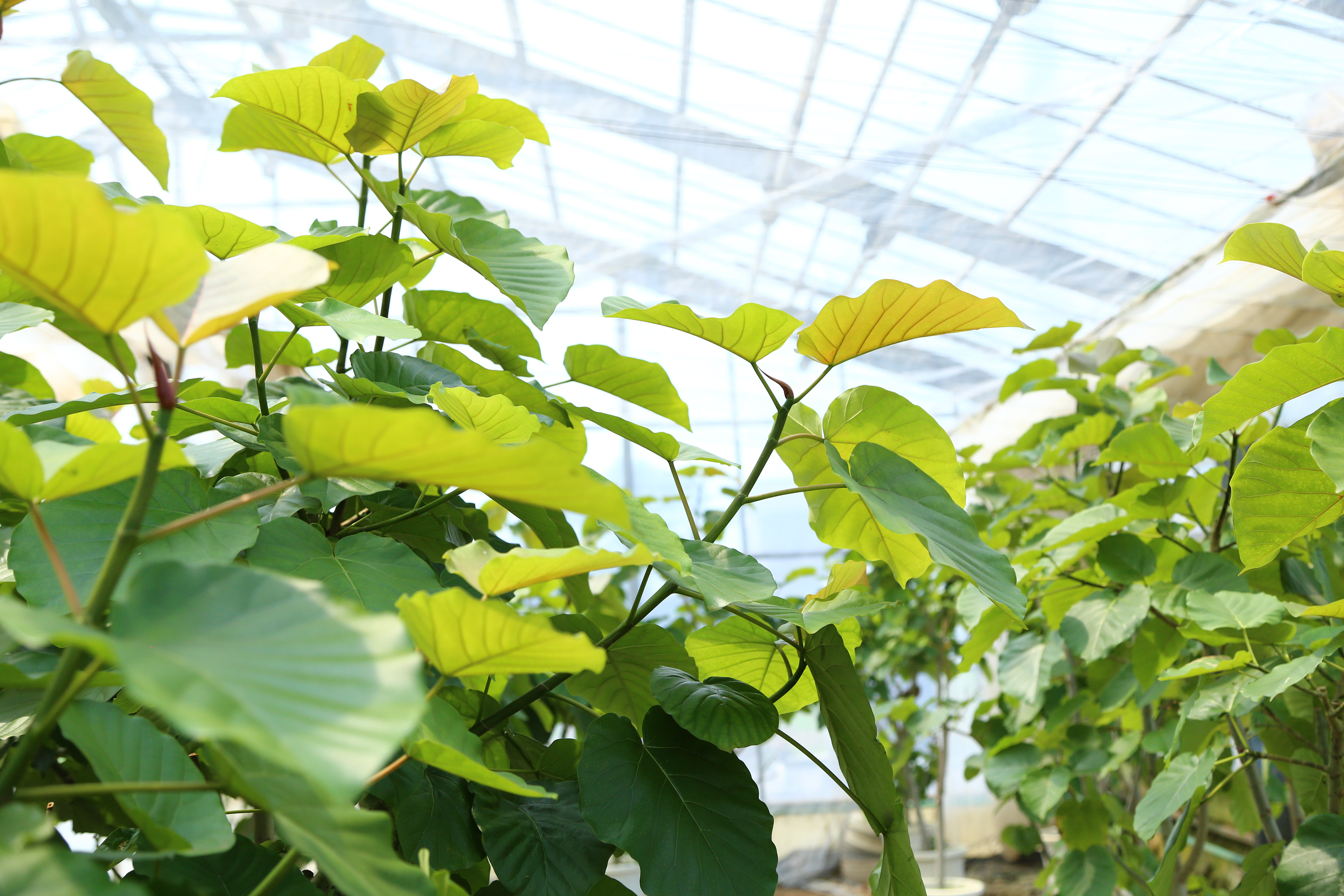 ウンベラータ｜Ficus umbellata