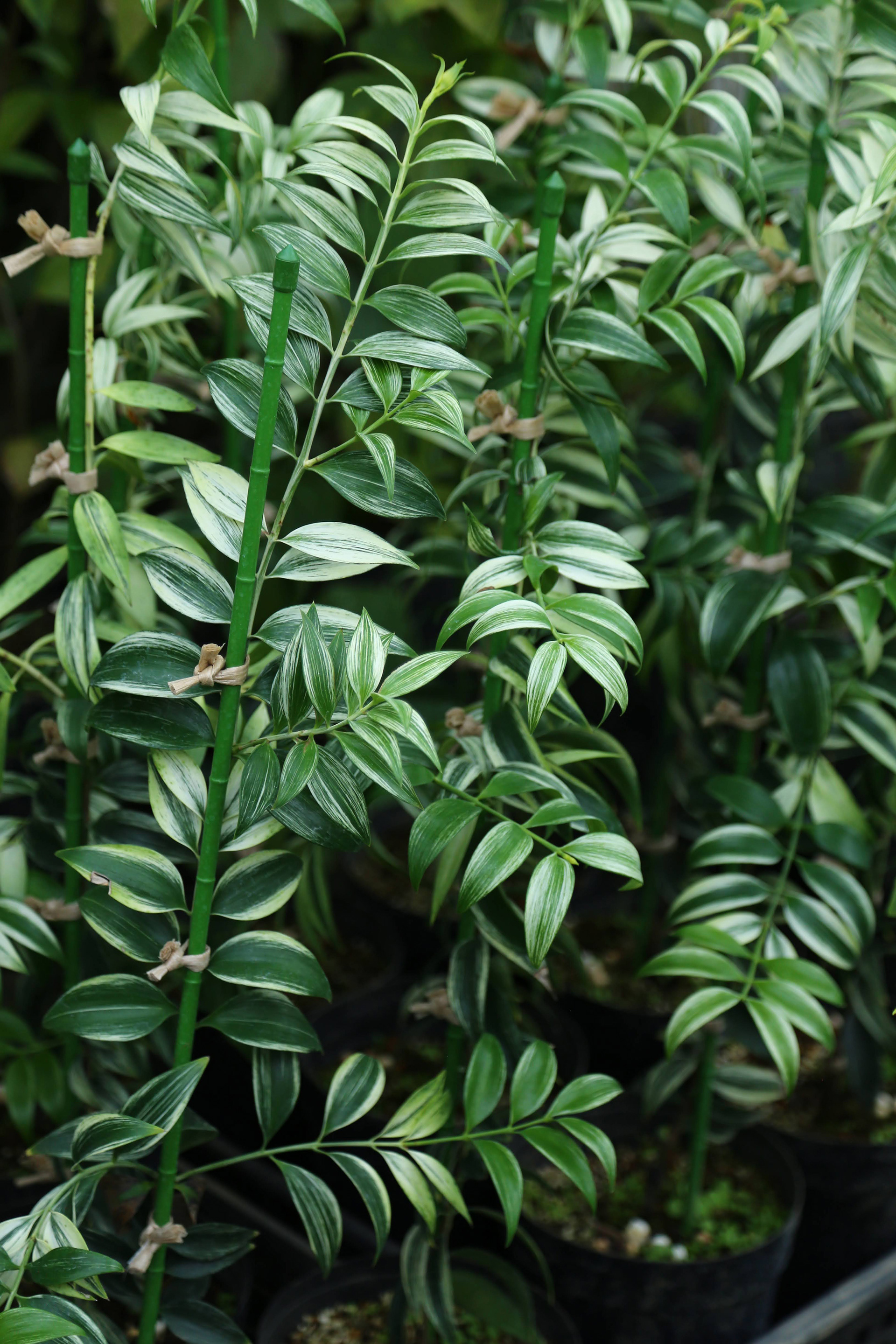 斑入りナギ | Podocarpus nagi