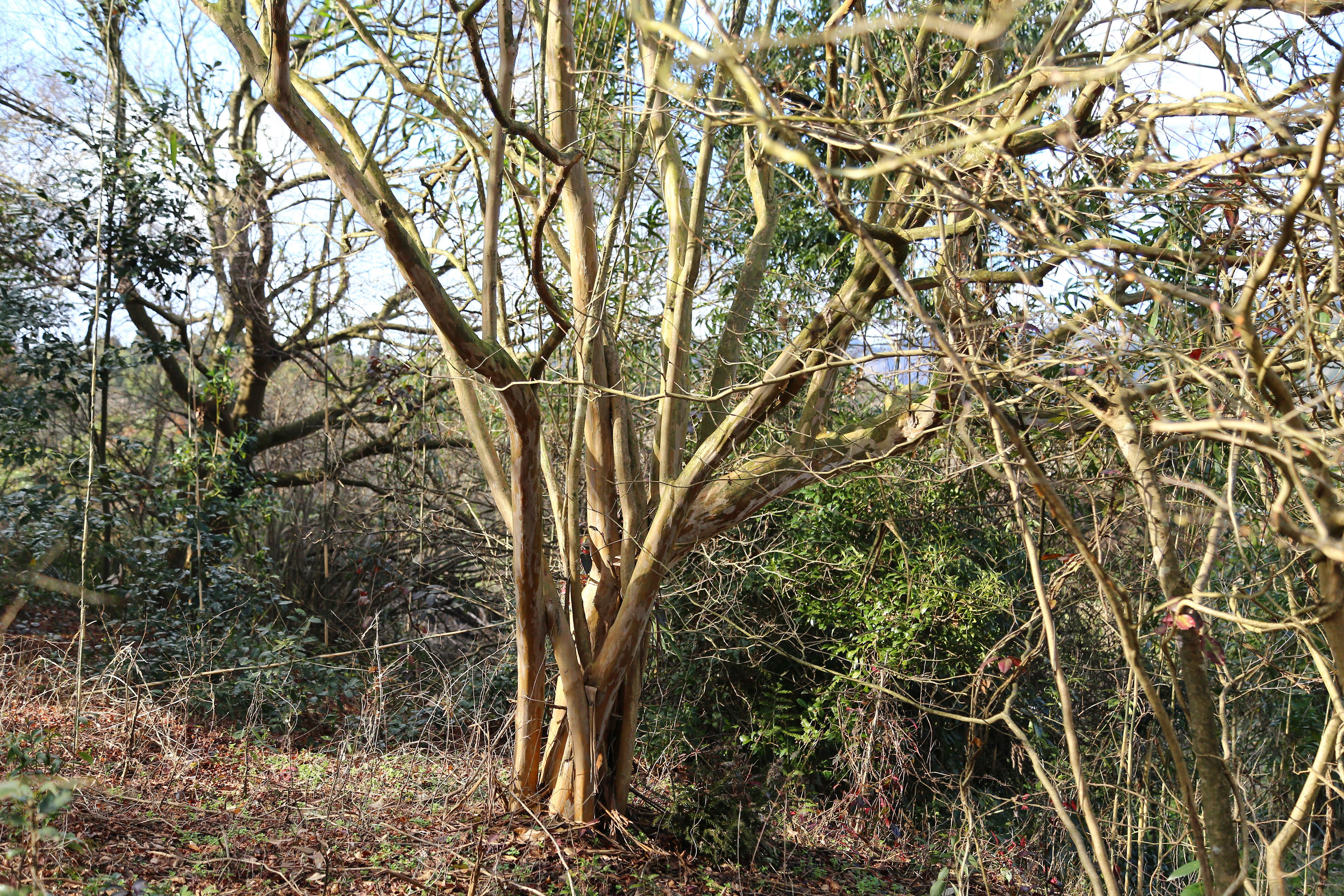 サルスベリ | Lagerstroemia indica