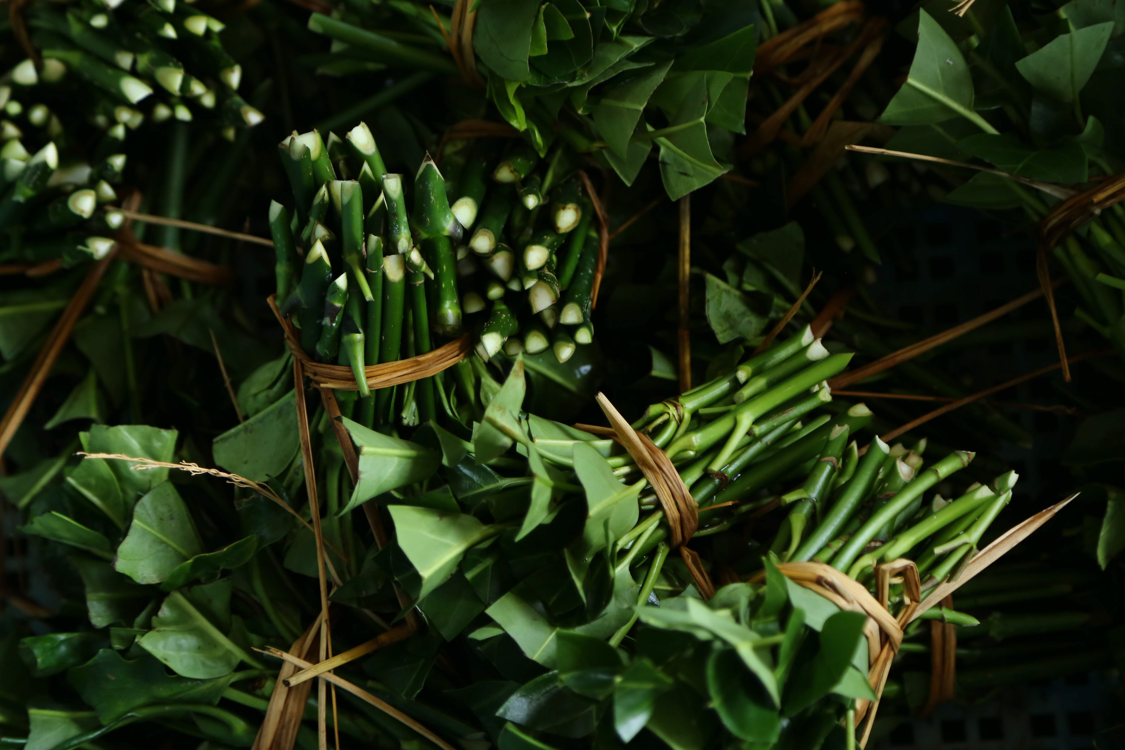挿し木苗|Preparation of cutting seedling