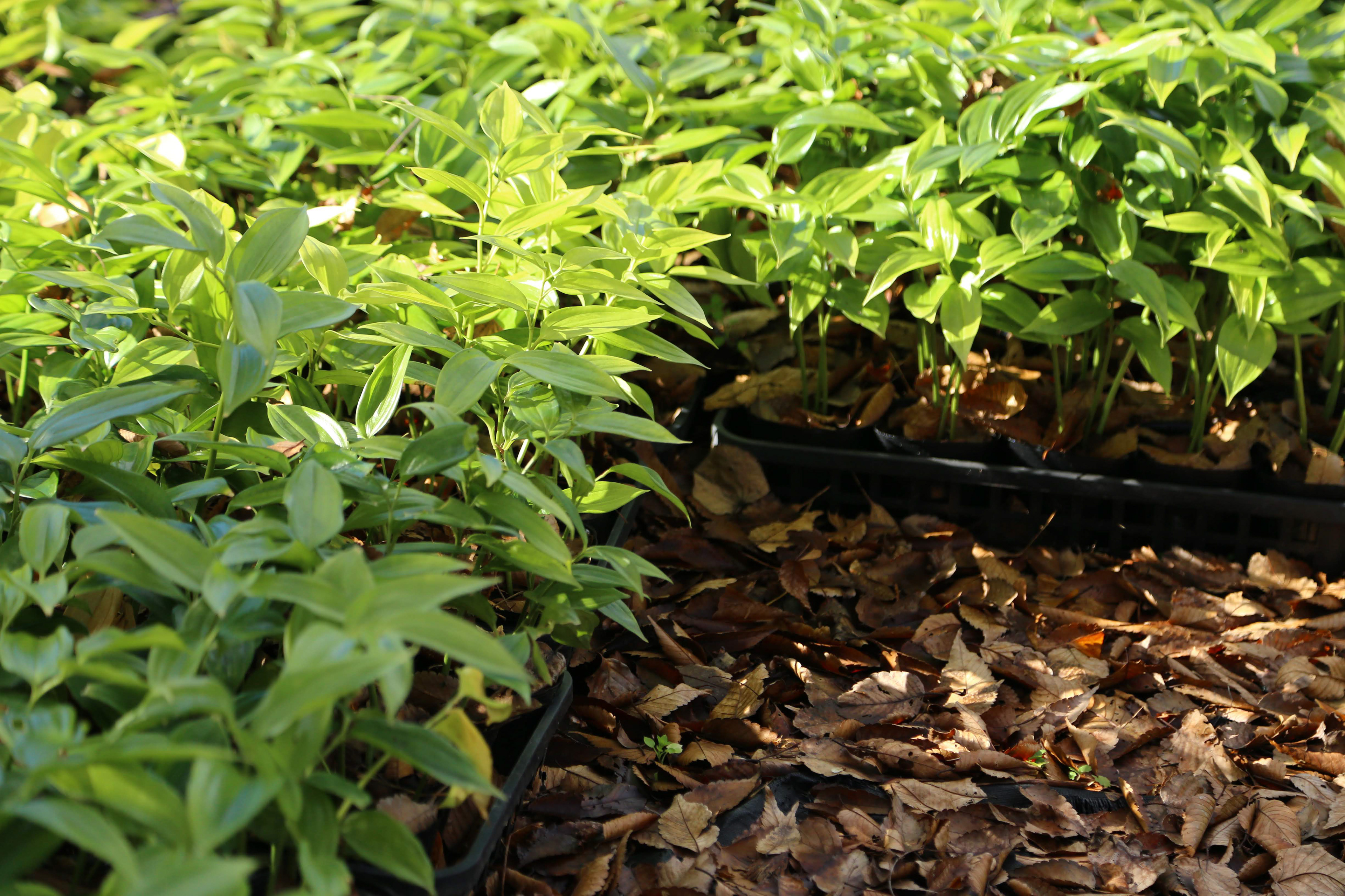 ナルコユリ | Polygonatum falcatum|