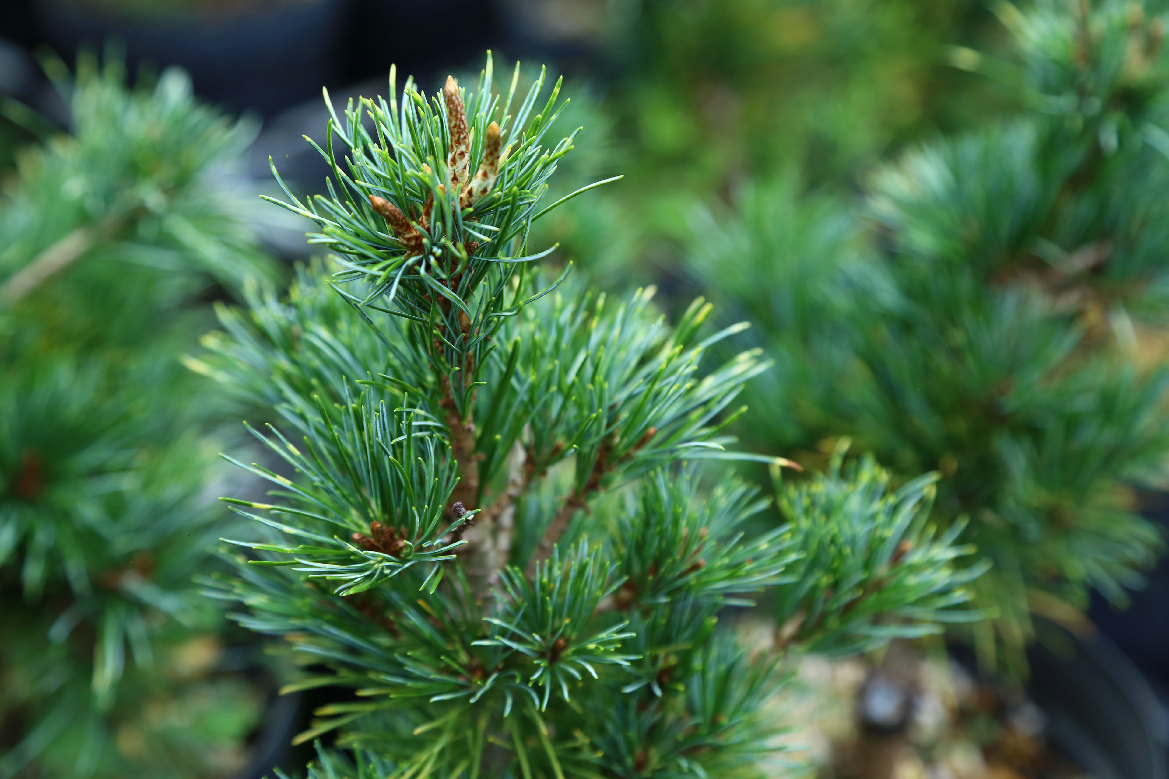 ジャノメゴヨウマツ|Pinus parviflora sp.