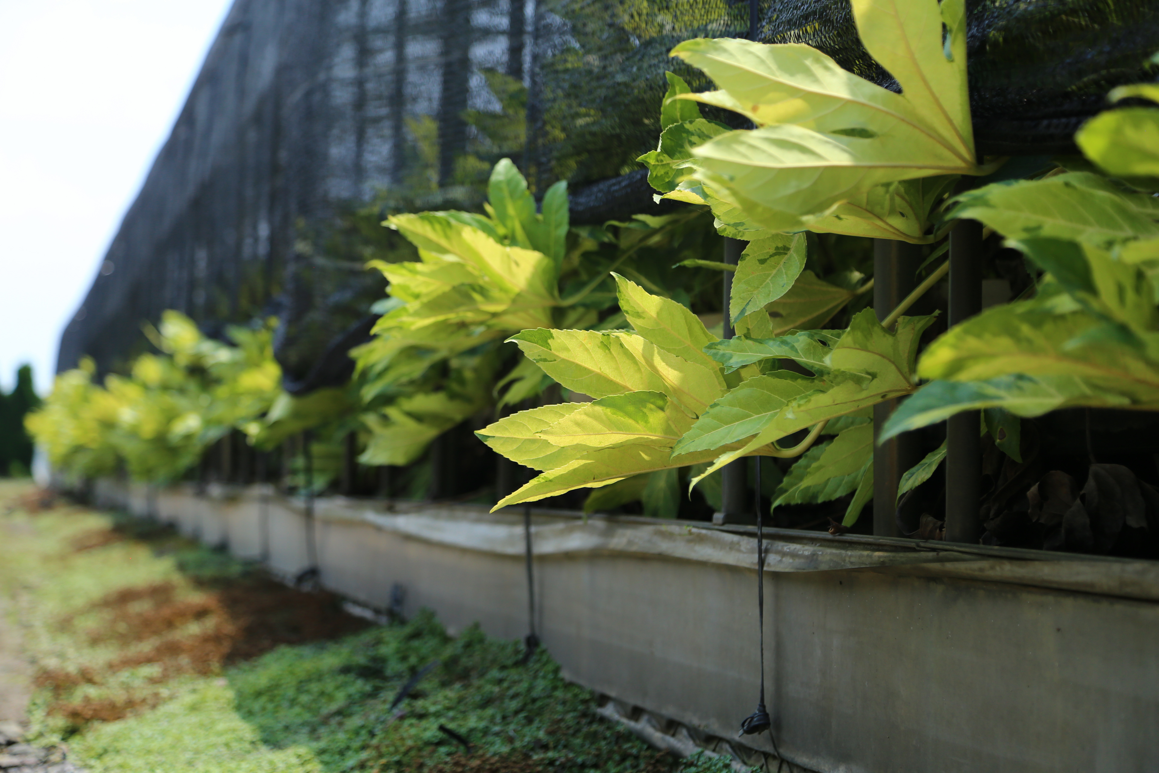 ヤツデ 黄斑｜Fatsia japonica