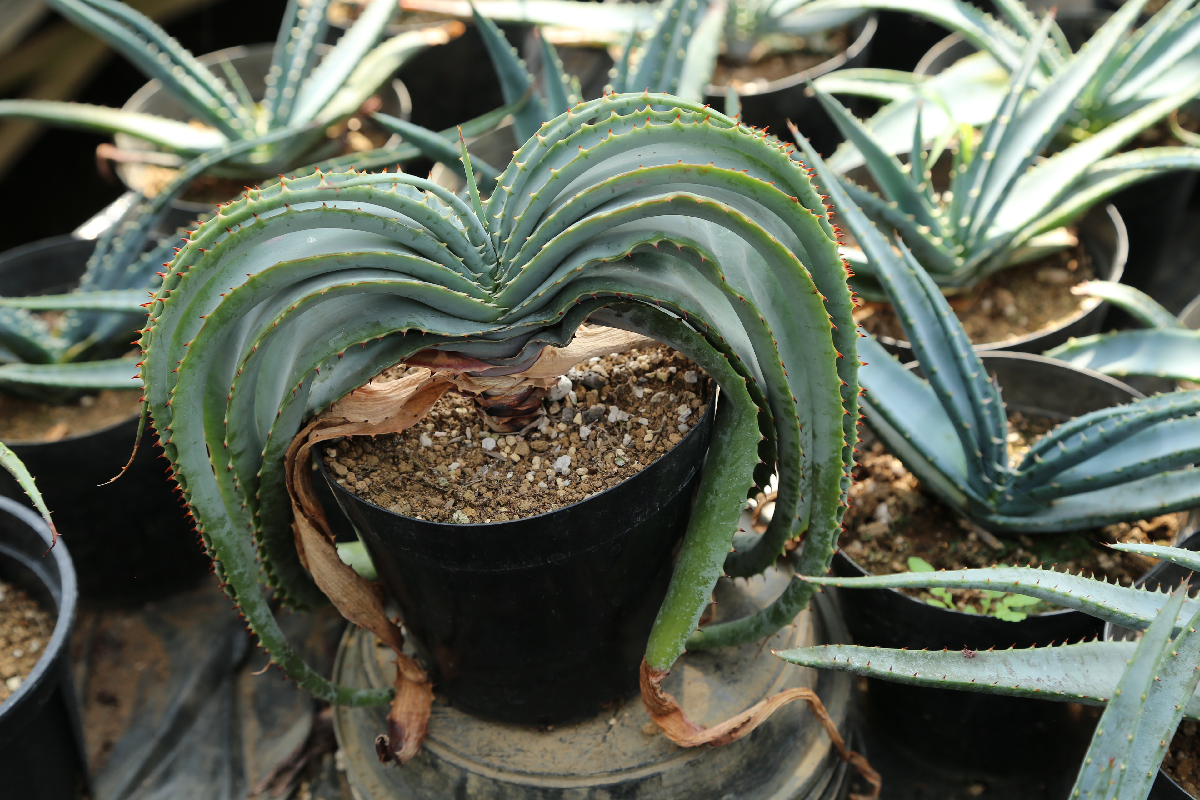 Aloe supafoliata