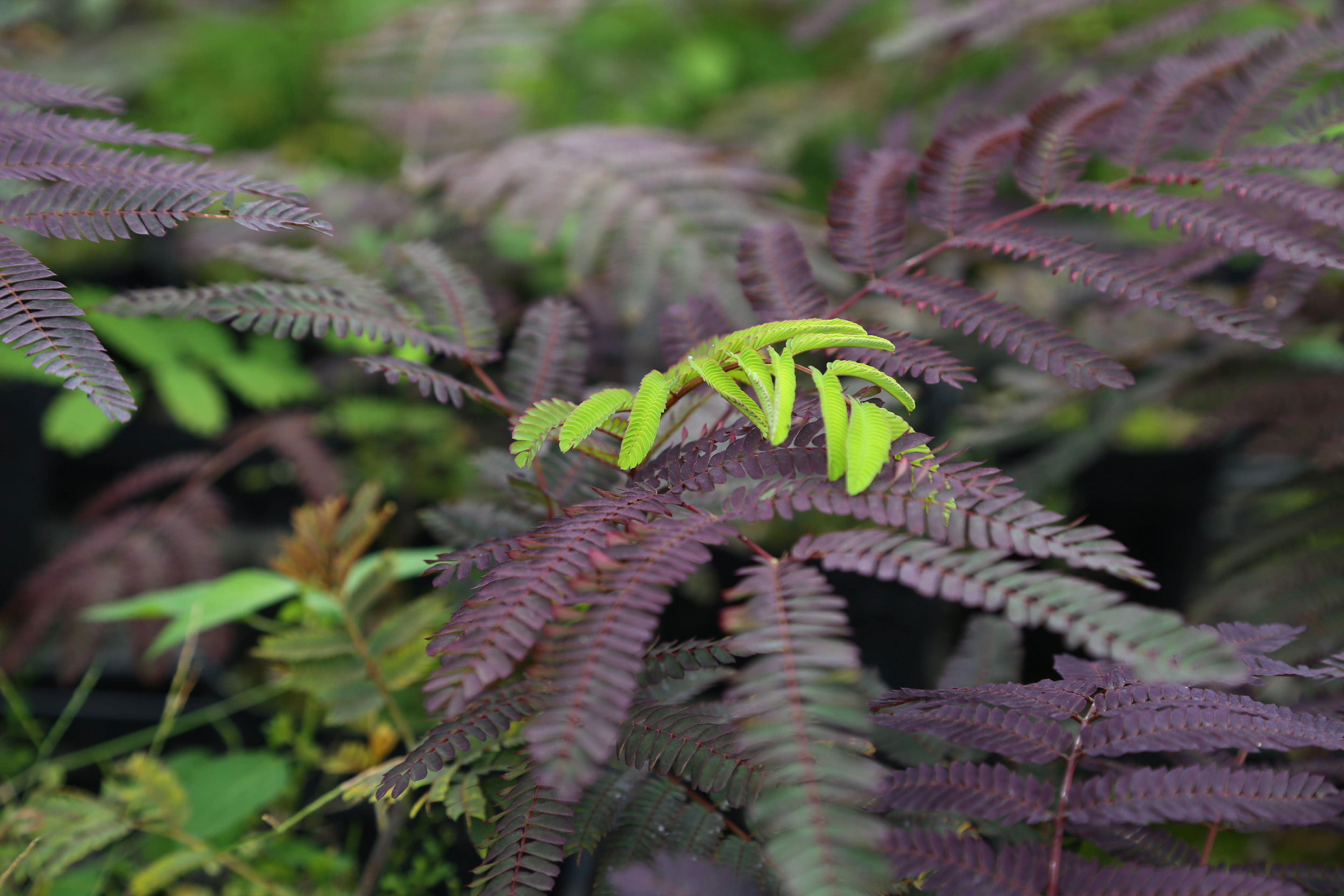 ネムノキ | Albizia julibrissin‘Summer Chocolate’