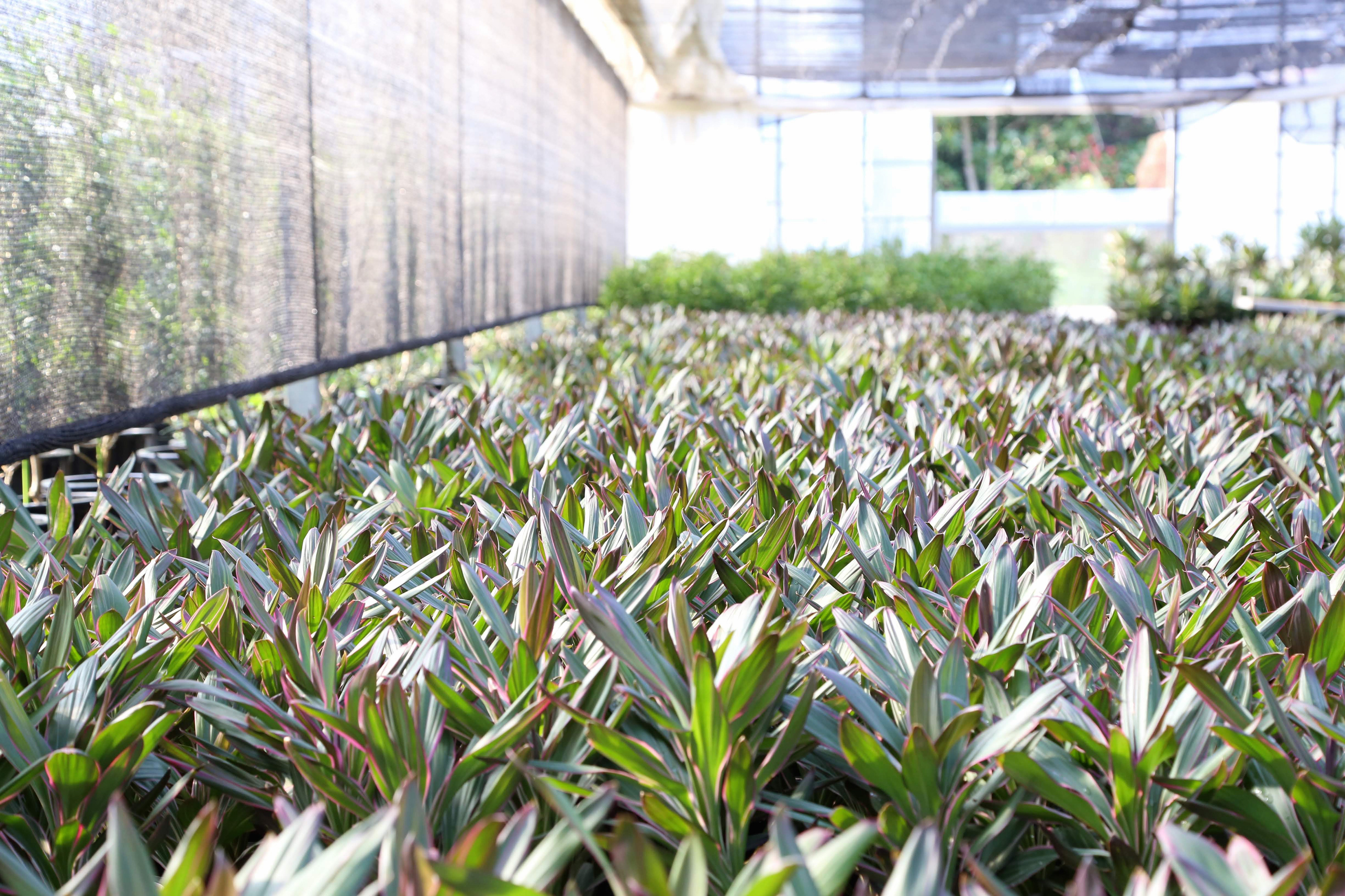 コルジリネ サンゴ | Cordyline fruticosa 'Sango'