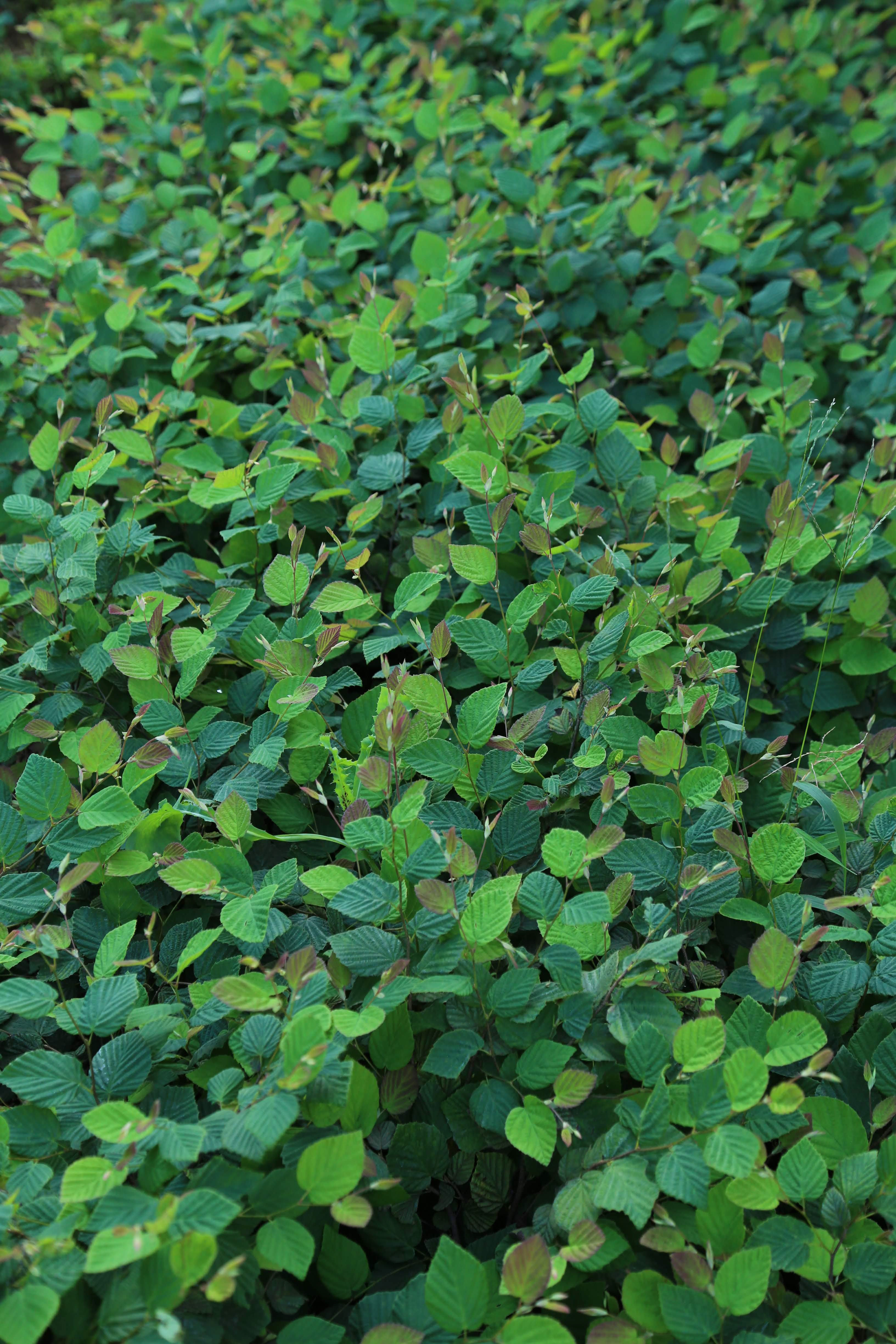 日向水木|Corylopsis pauciflora