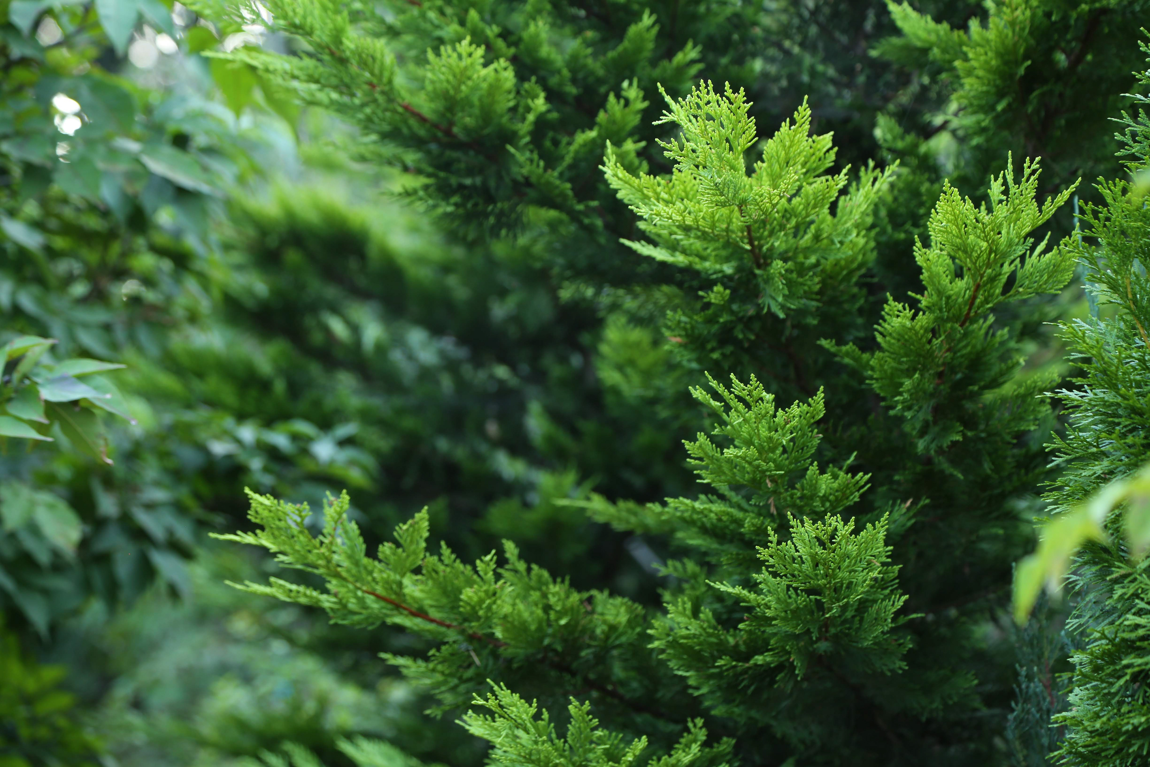 ゴールドライダー|Cupressocyparis leylandii 'Gold Rider'