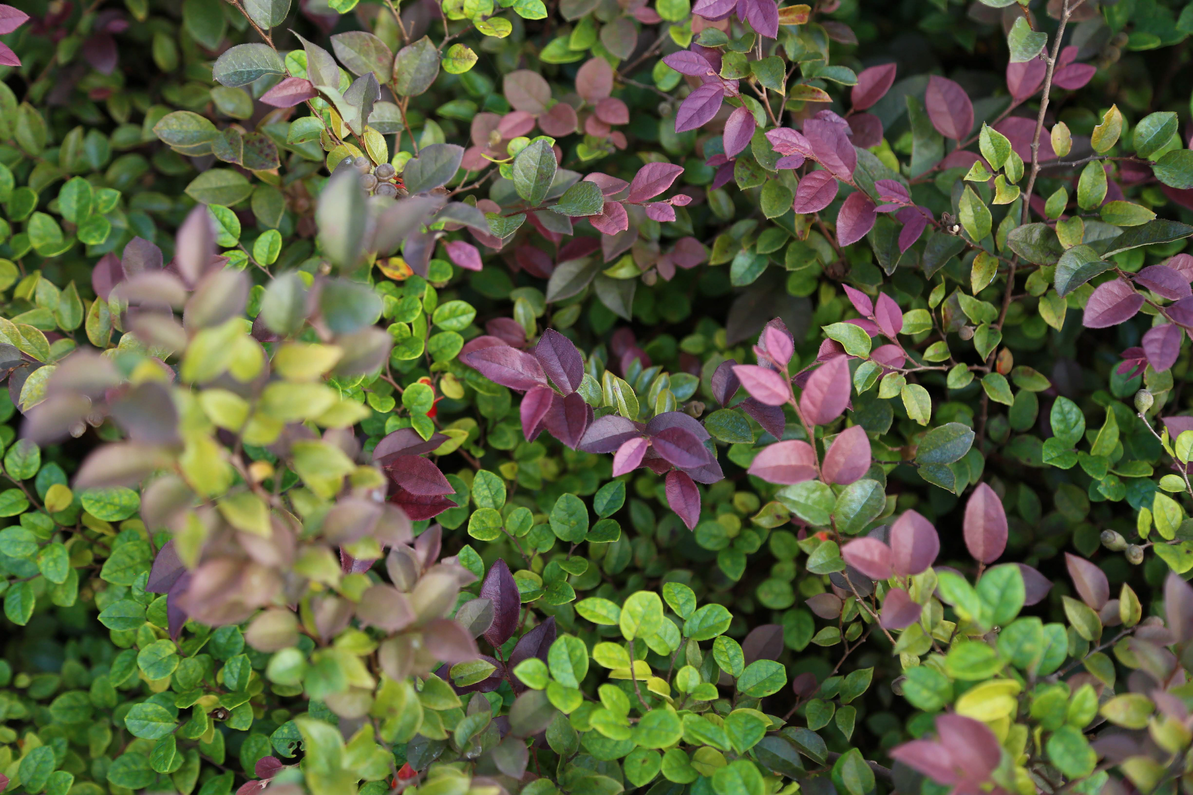 青葉紅花トキワマンサク|Loropetalum chinese