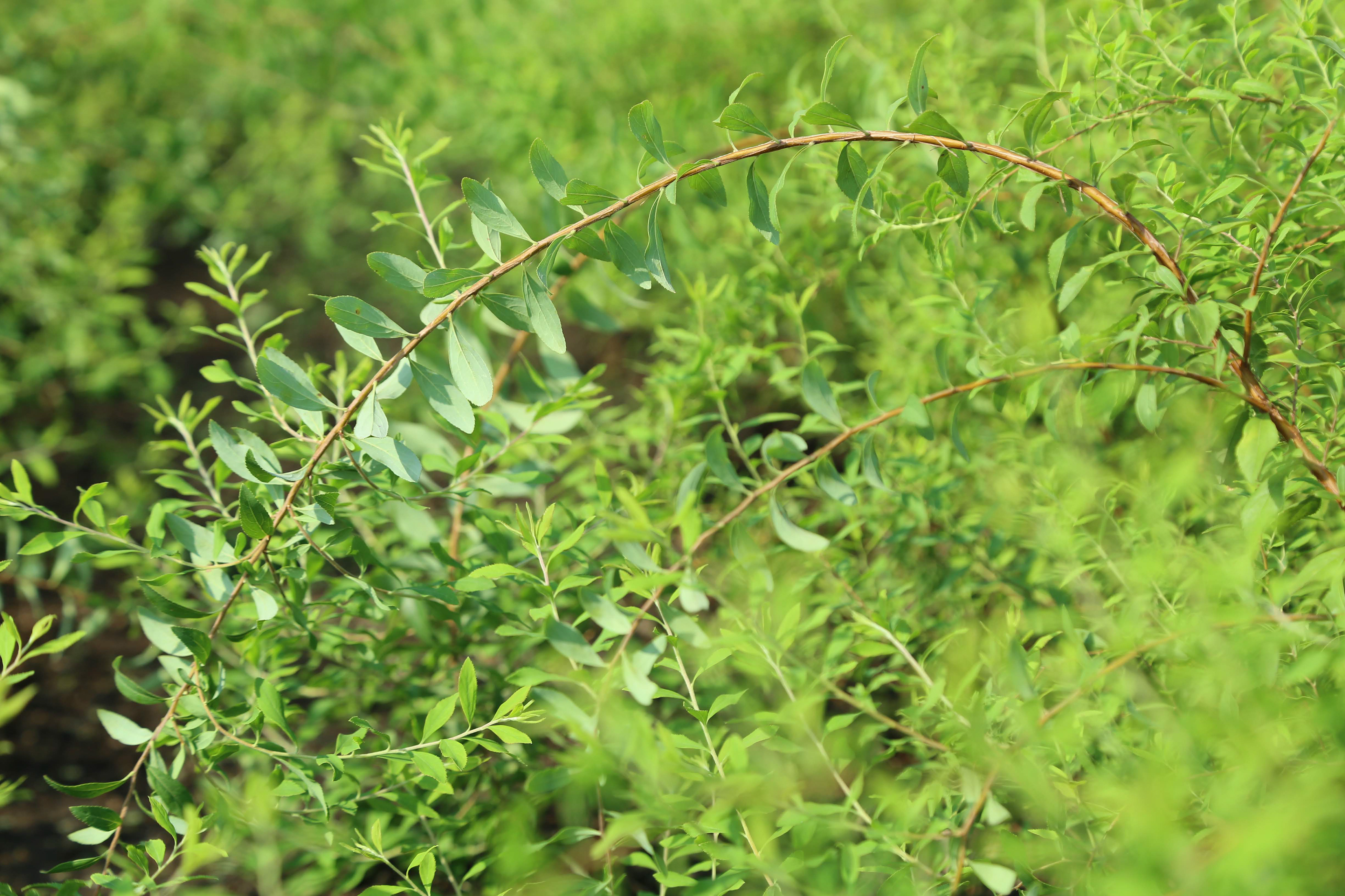 ユキヤナギ|Spiraea thunbergii
