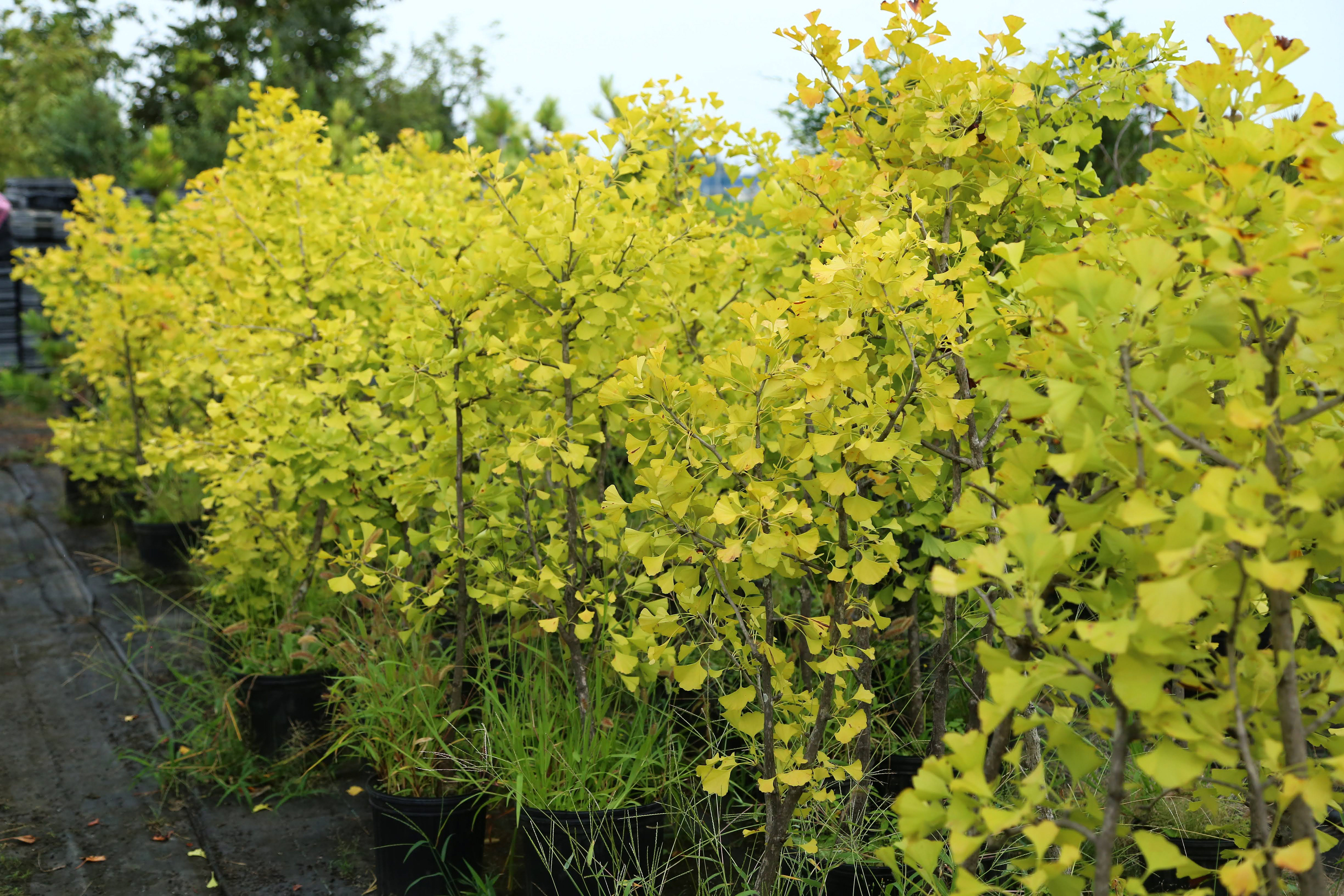 半矮性イチョウ'中村' | Ginkgo biloba‘Nakamura’
