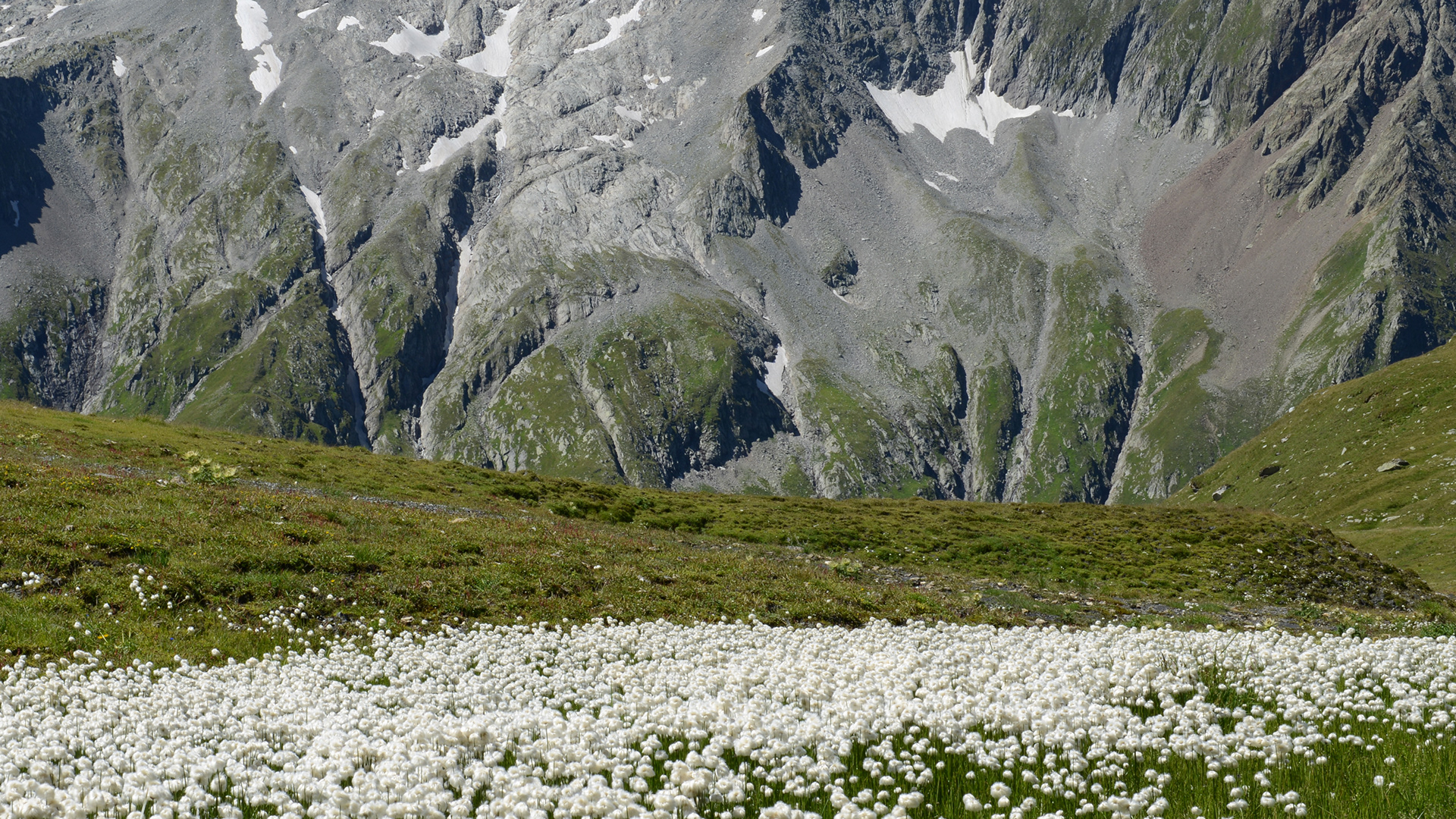 Im Vordergrund ist eine hohe Wiese mit Wollgras. Die Wiese fällt zur Bildmitte hin deutlich ab. Im Hintergrund steigt auf der anderen Talseite eine steile, felsige, mit schneeflecken bedeckte, zerklüftete Bergwand empor. Matthias Rüegg | Coach | Zürich