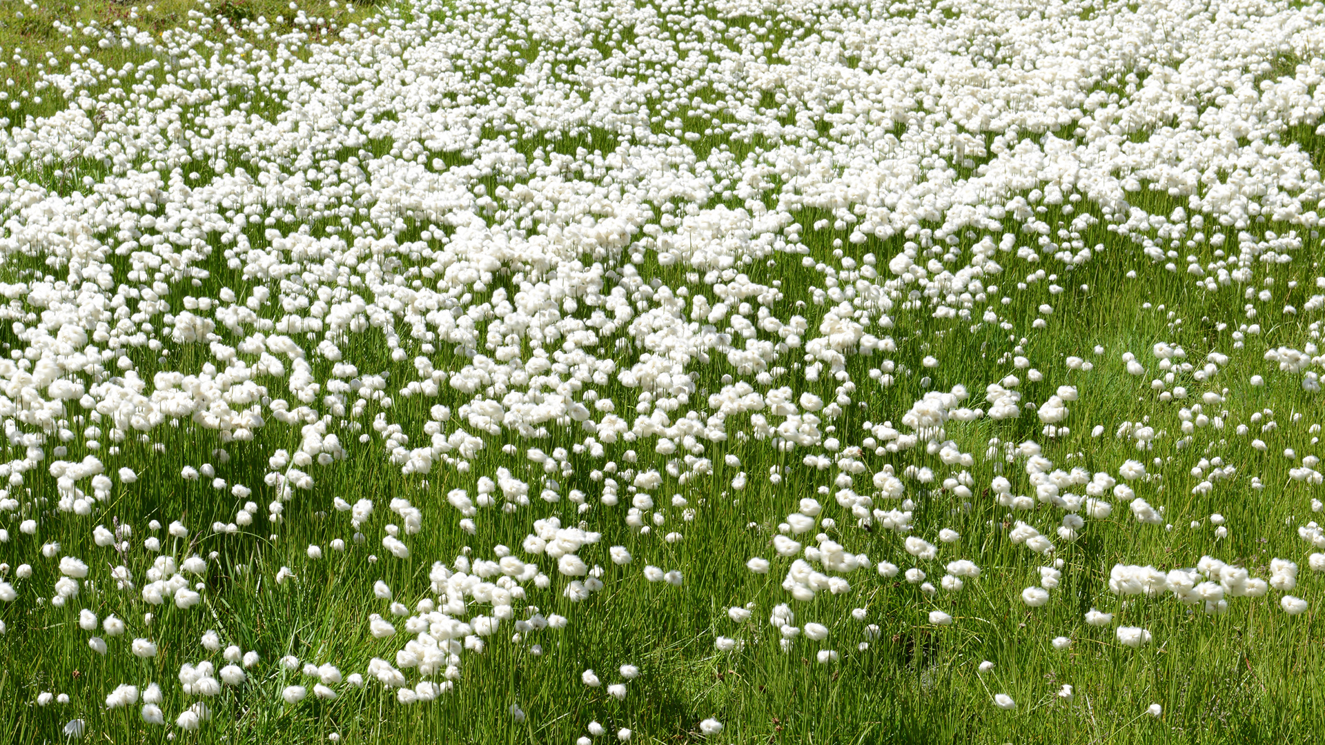 Ausschnitt aus einer Wiese mit weissem, flauschigem Wollgras. Matthias Rüegg | Coach | Zürich