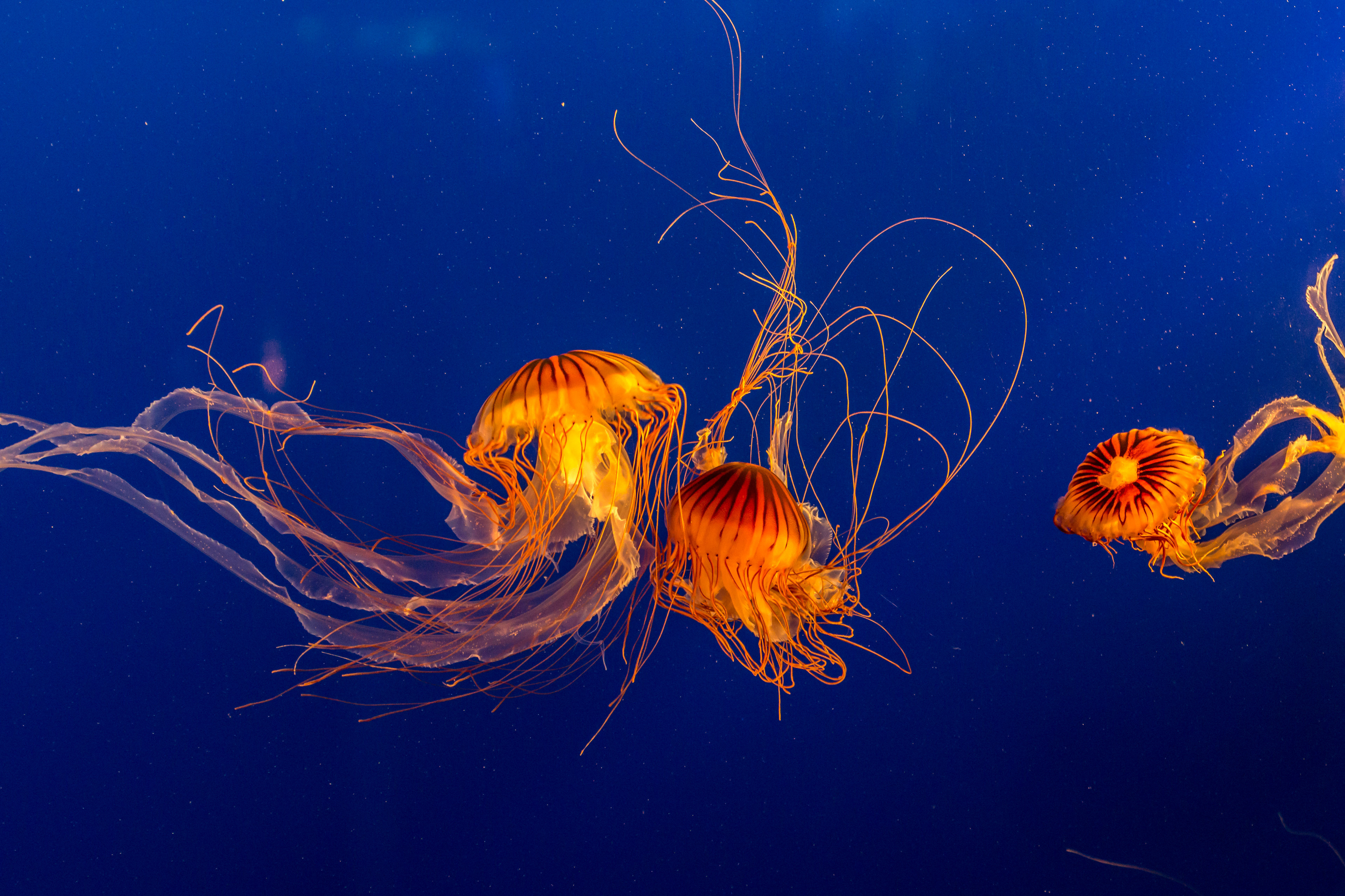 Quallen im Vancouver Aquarium