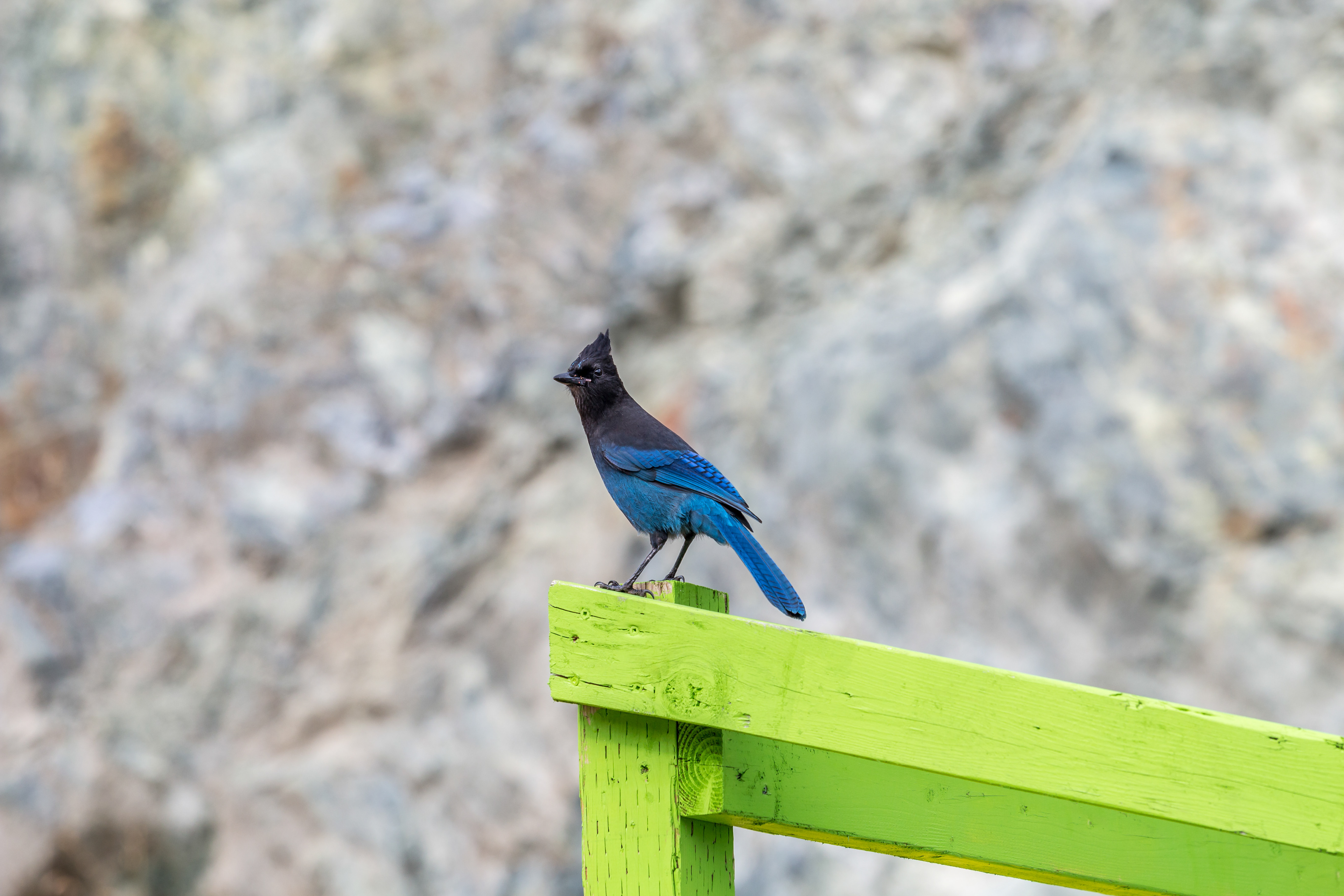 Diademhäher in Telegraph Cove, Vancouver Island